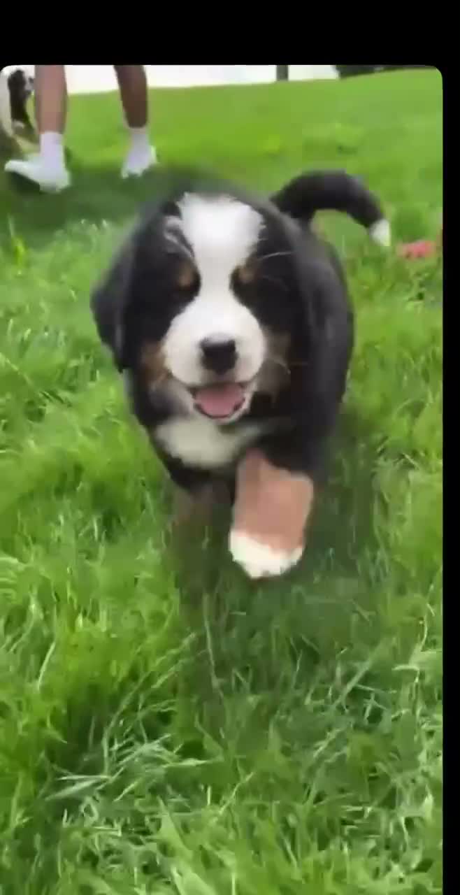 Bernese Mountain Dog dogs for sale: Amazing Playful Bernese Mountain Dog Pups in Kettering - Video 2