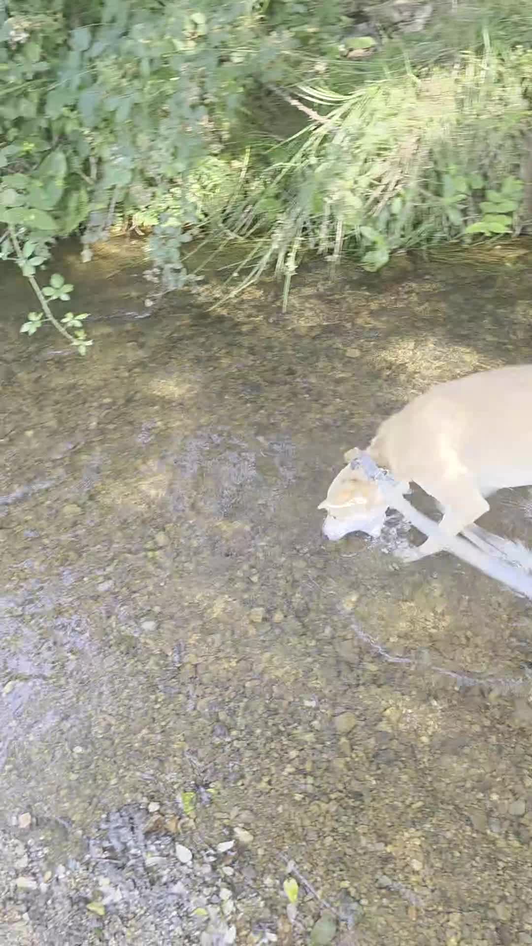 Mixed Breed dogs for sale: Beddy / whippett mix in Saint Austell - Video 1