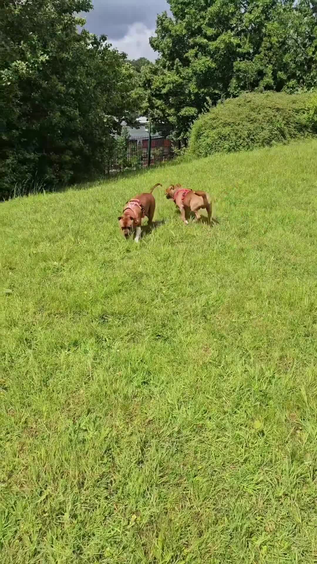 Staffordshire Bull Terrier dogs for sale: FUTURE RED PERFECTION KC PUPPIES - Video 2