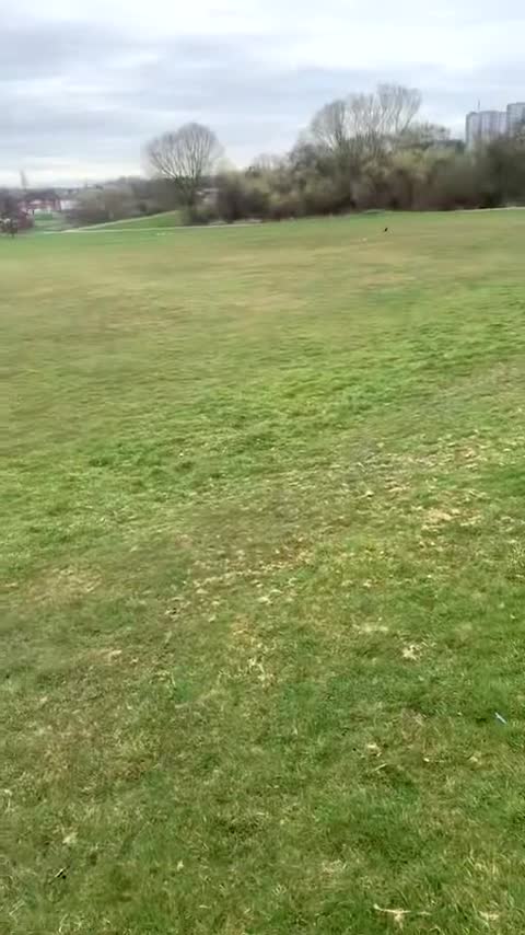 Cane Corso dogs for sale: Merle male cane corsa  - Video 1