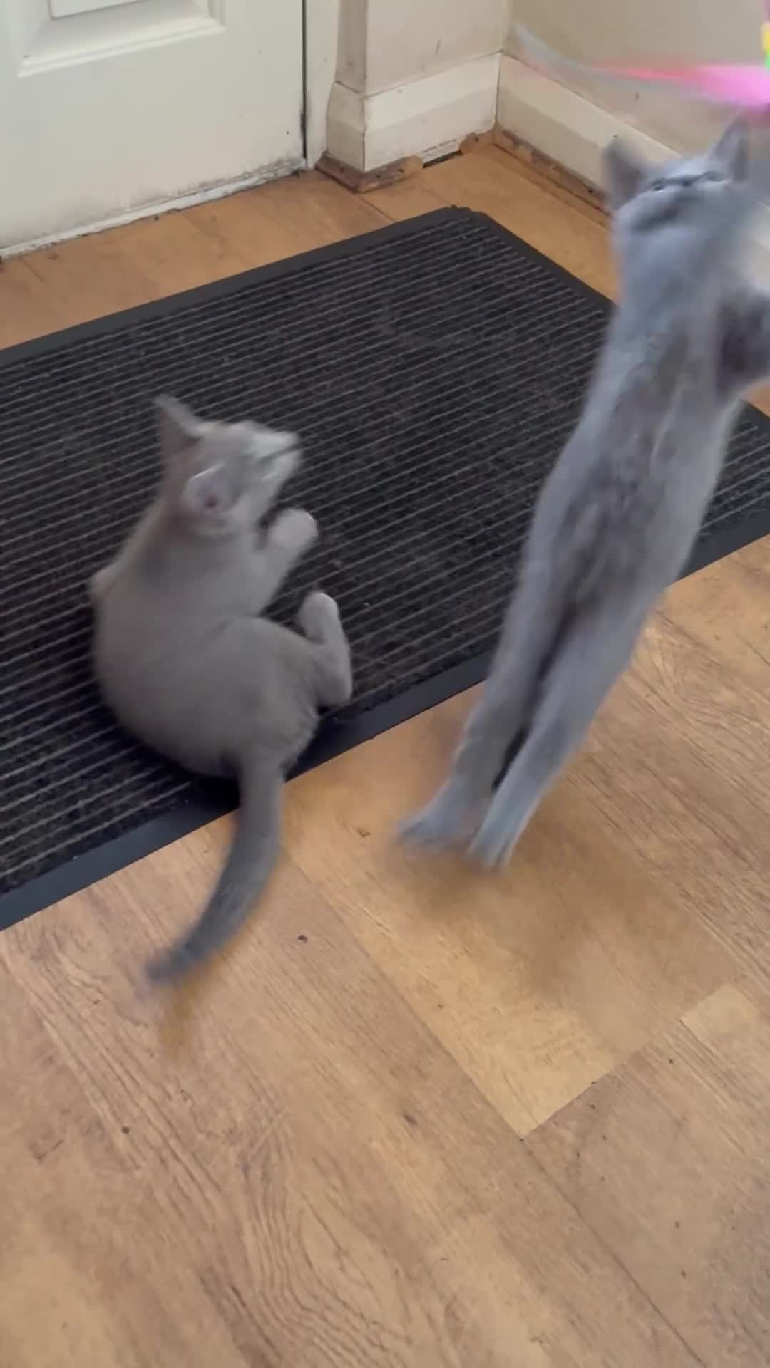 Russian Blue cats for sale: TICA 5* Pedigree Russian blue kittens - Video 1
