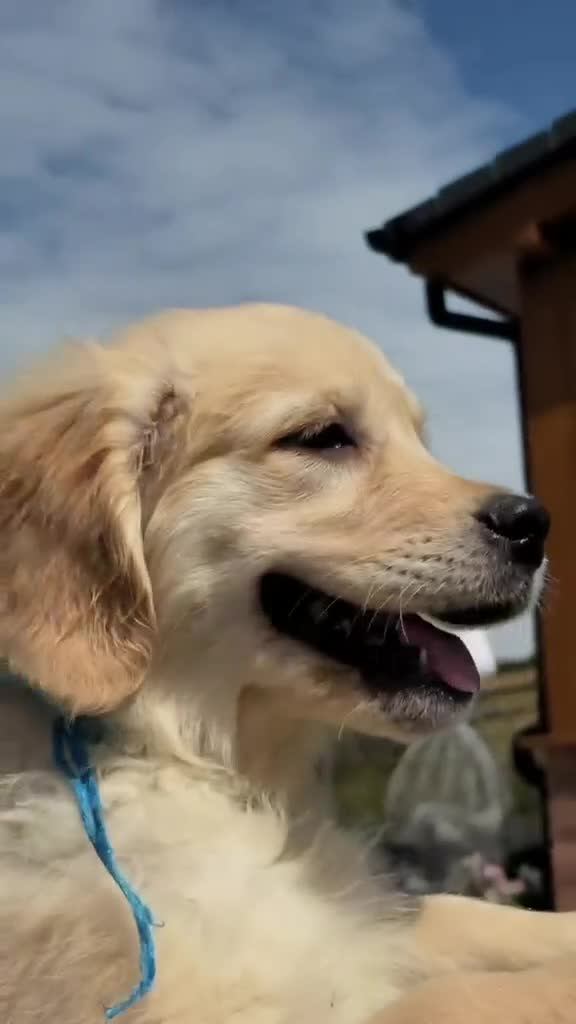 Golden Retriever dogs for sale: 👉👉Fully health tested parents!! 👈👈 - Video 1
