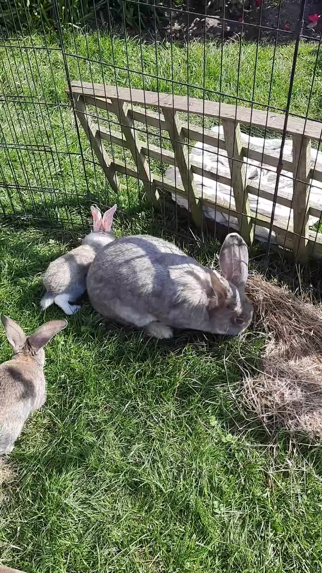 Continental Giant rabbits for sale: 8 Beautiful Pure Continental Giant Babies - Video 2