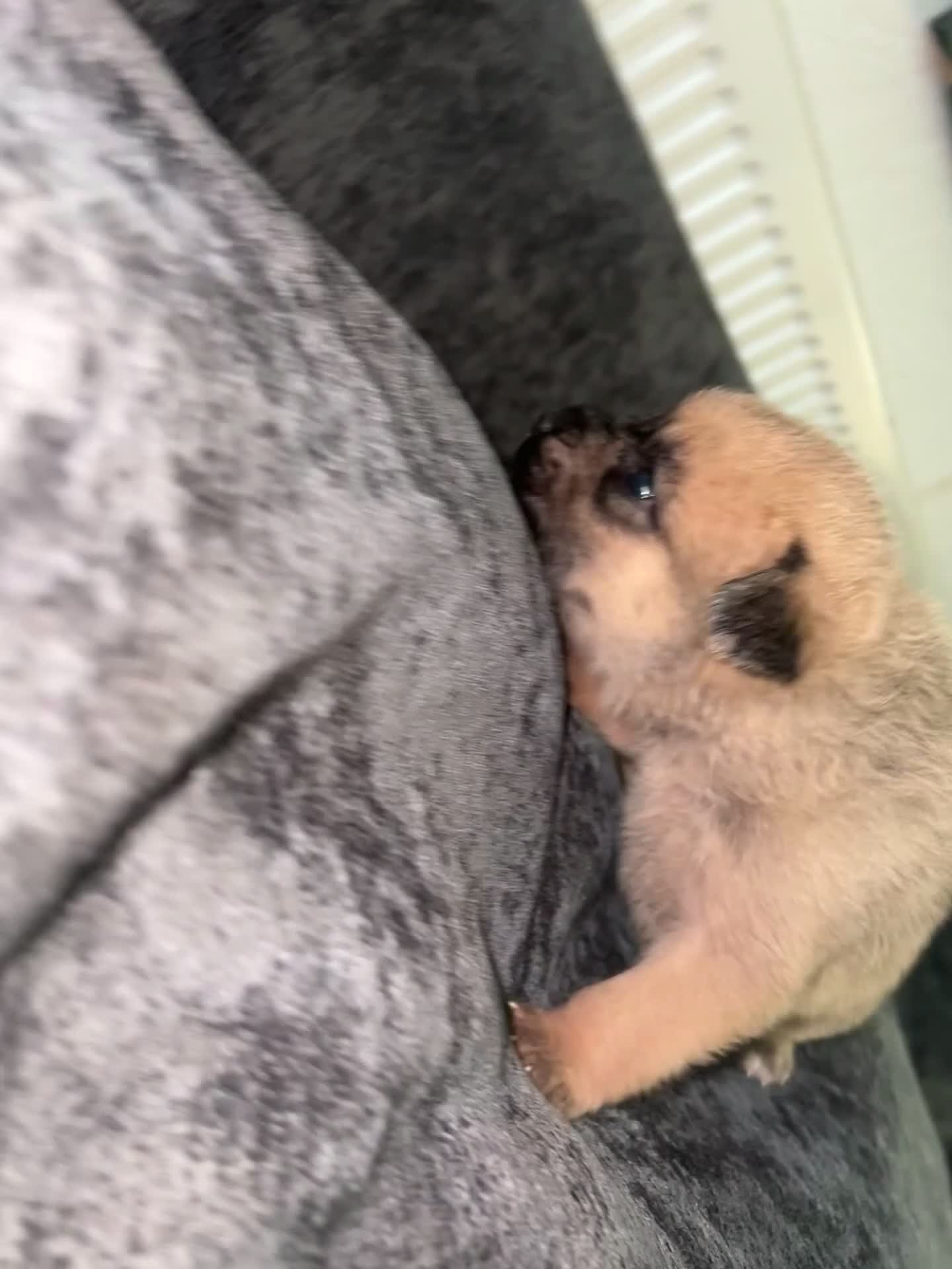 Mixed Breed dogs for sale: 7 beautiful Malkita x puppies with unique colours  - Video 1