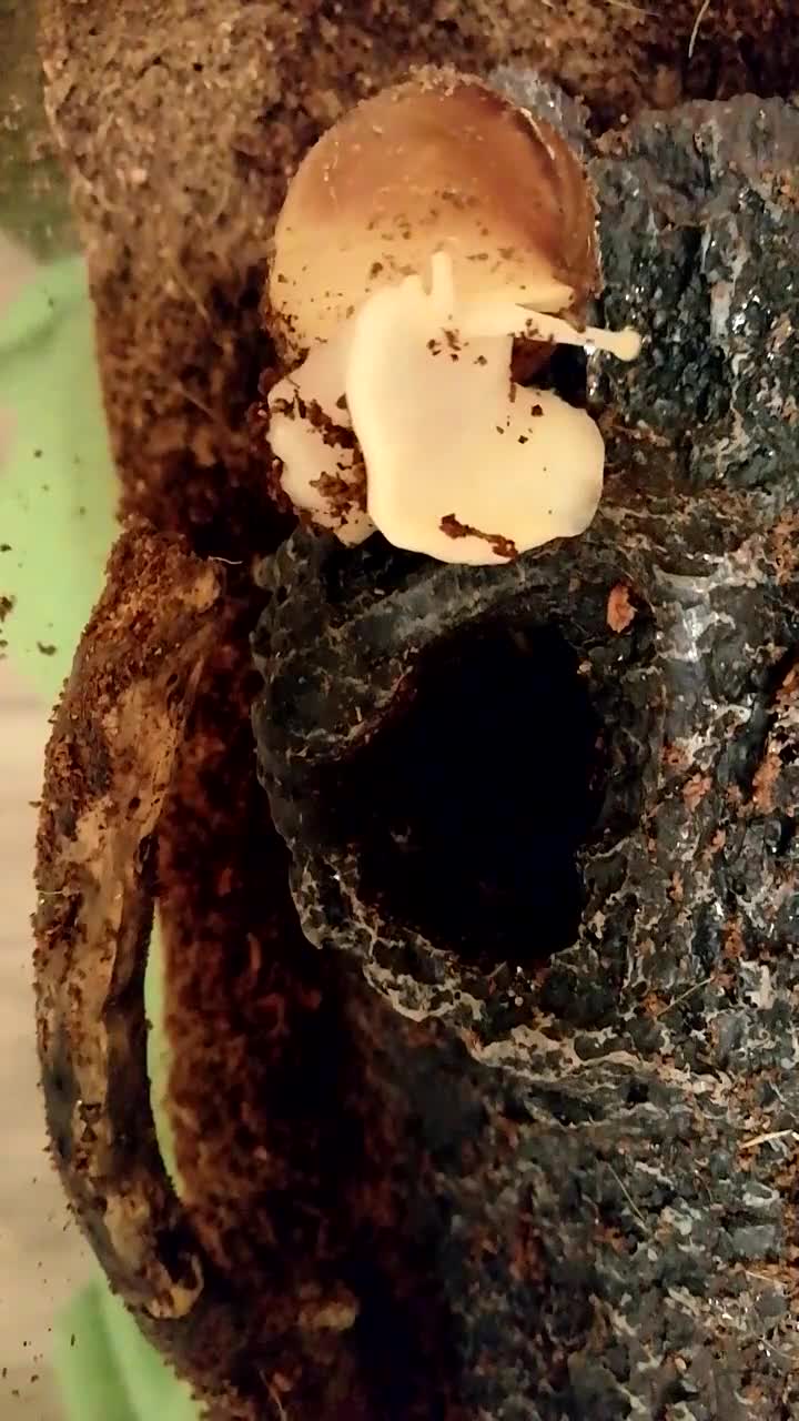 Slugs invertebrates for sale: Albino Achatina Fulica - Video 4
