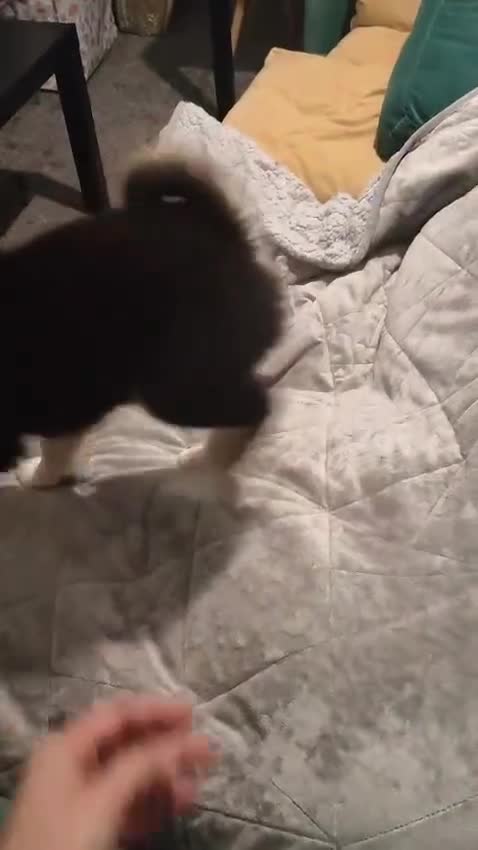 Pomsky dogs for sale: Beautiful Pomsky 1 Girl Available - Video 2