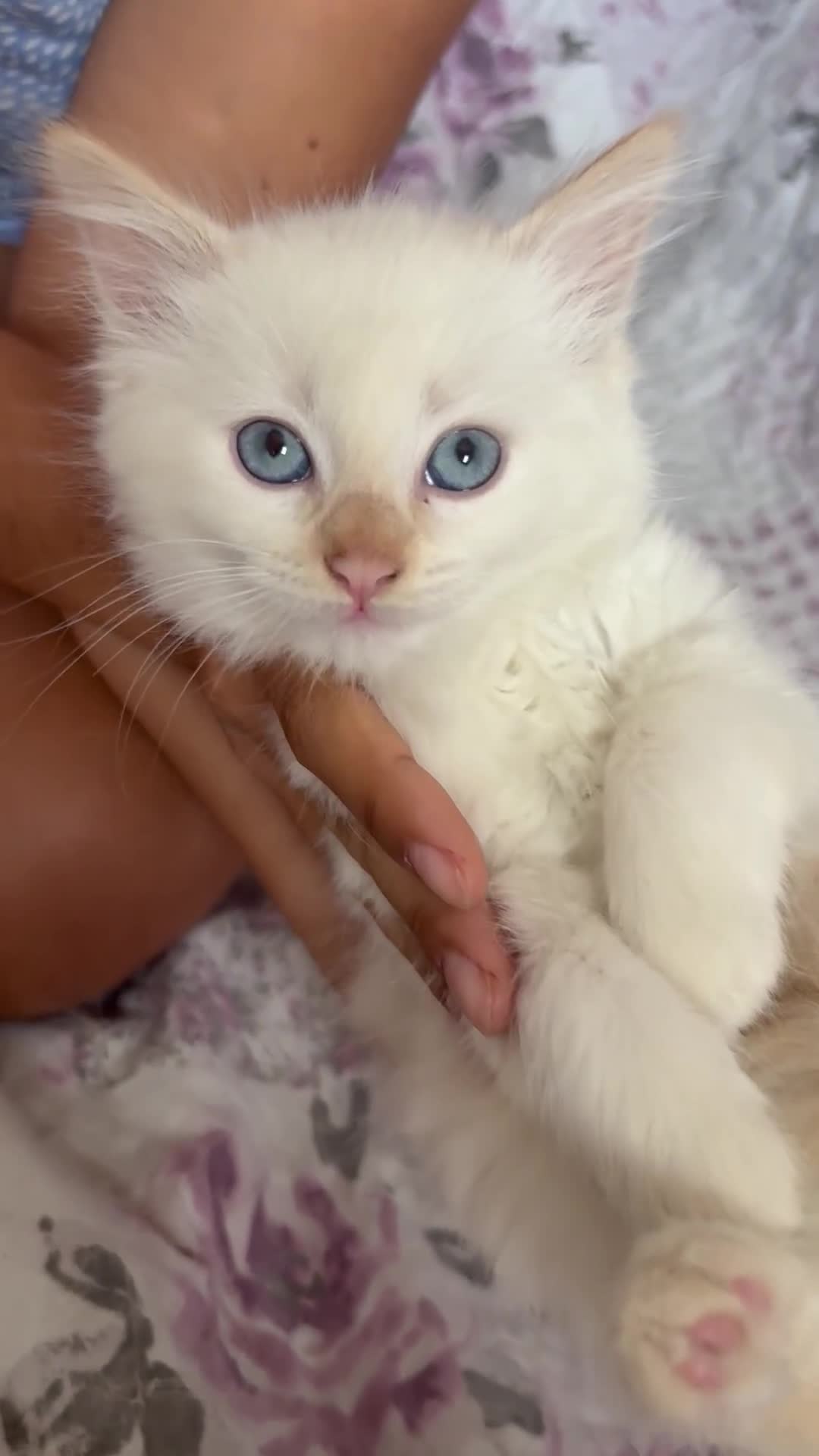 Ragdoll cats for sale: Adorable 2 male kittens, Ragdoll dad, mum Siamese - Video 2