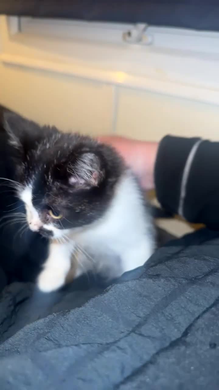 Mixed Breed cats for sale: Female 15 week old kitten - Video 1