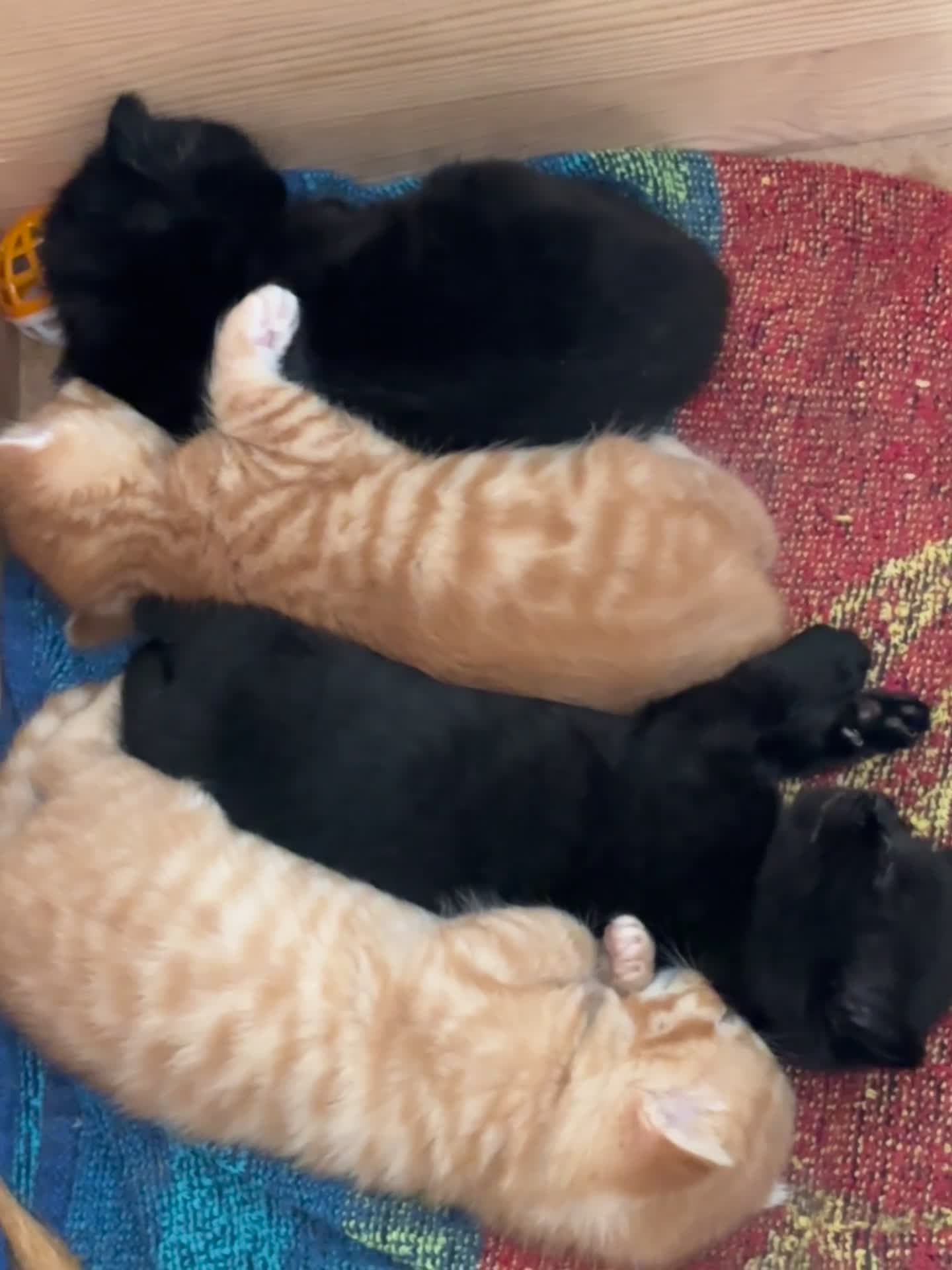 Mixed Breed cats for sale: 🐾 Adorable Kittens Looking for Loving Homes 🐾 in Milton Keynes - Video 3