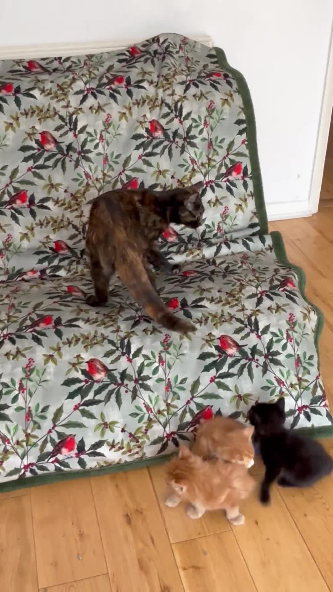 Mixed Breed cats for sale: God loves number three. 🥰🙏 - Video 3
