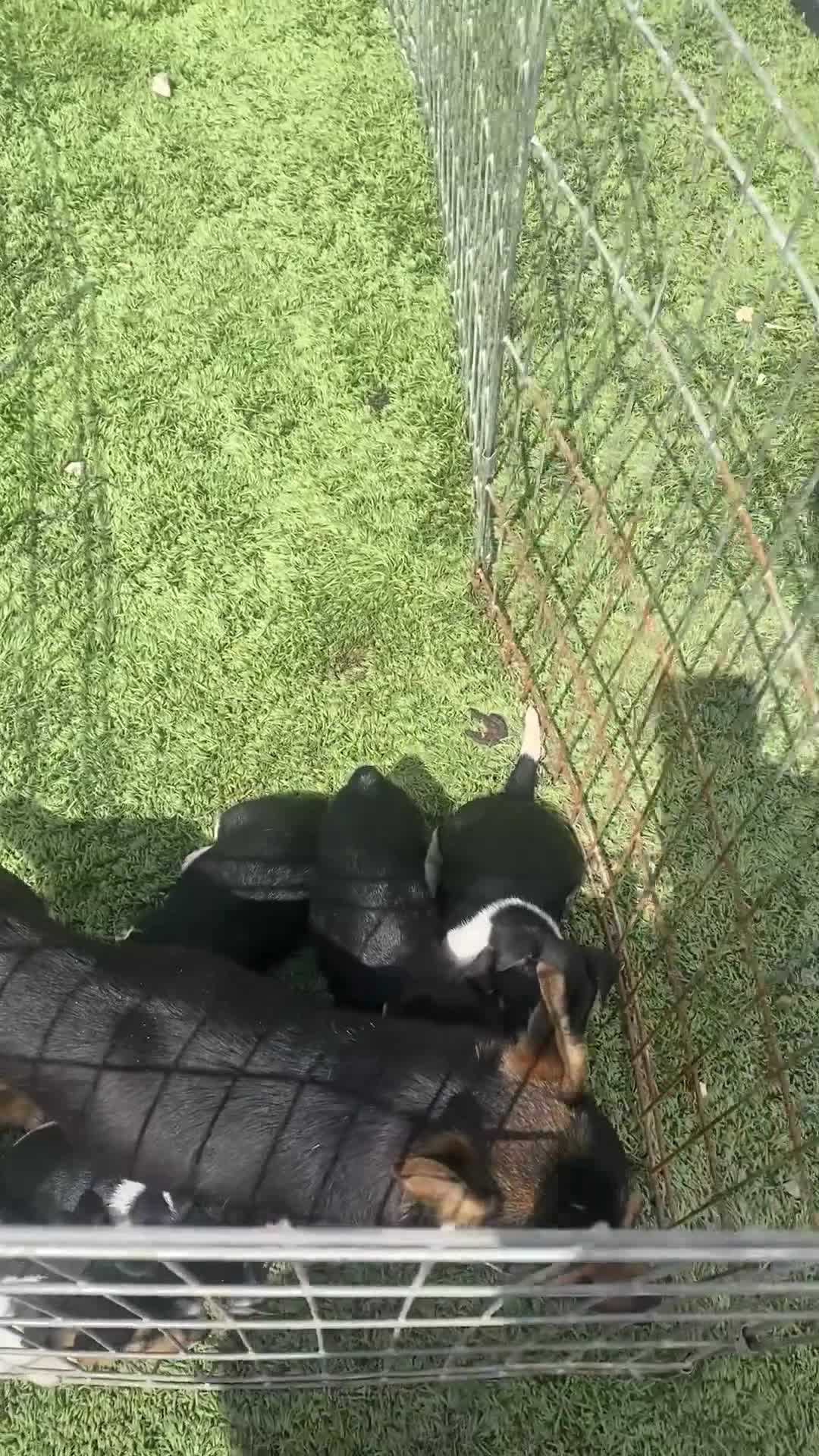 Jack Russell dogs for sale: Very Rare Miniature Jack Russell Bobtail puppies  - Video 1