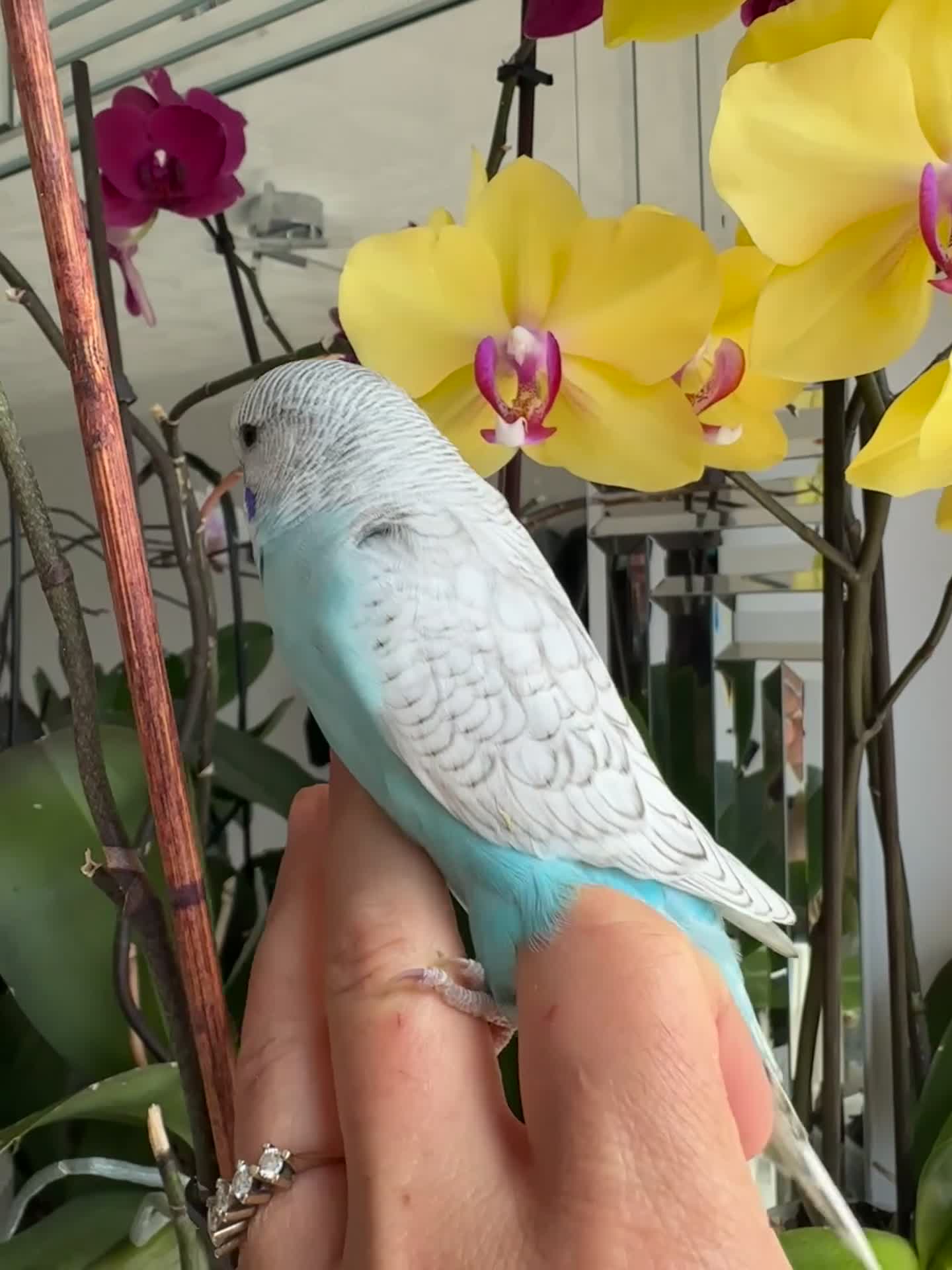 Budgerigars birds for sale: Hand Tame male baby budgies  - Video 1