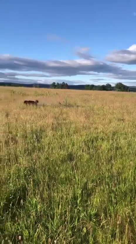 German Shepherd dogs for sale: Blue German shepherd  - Video 2