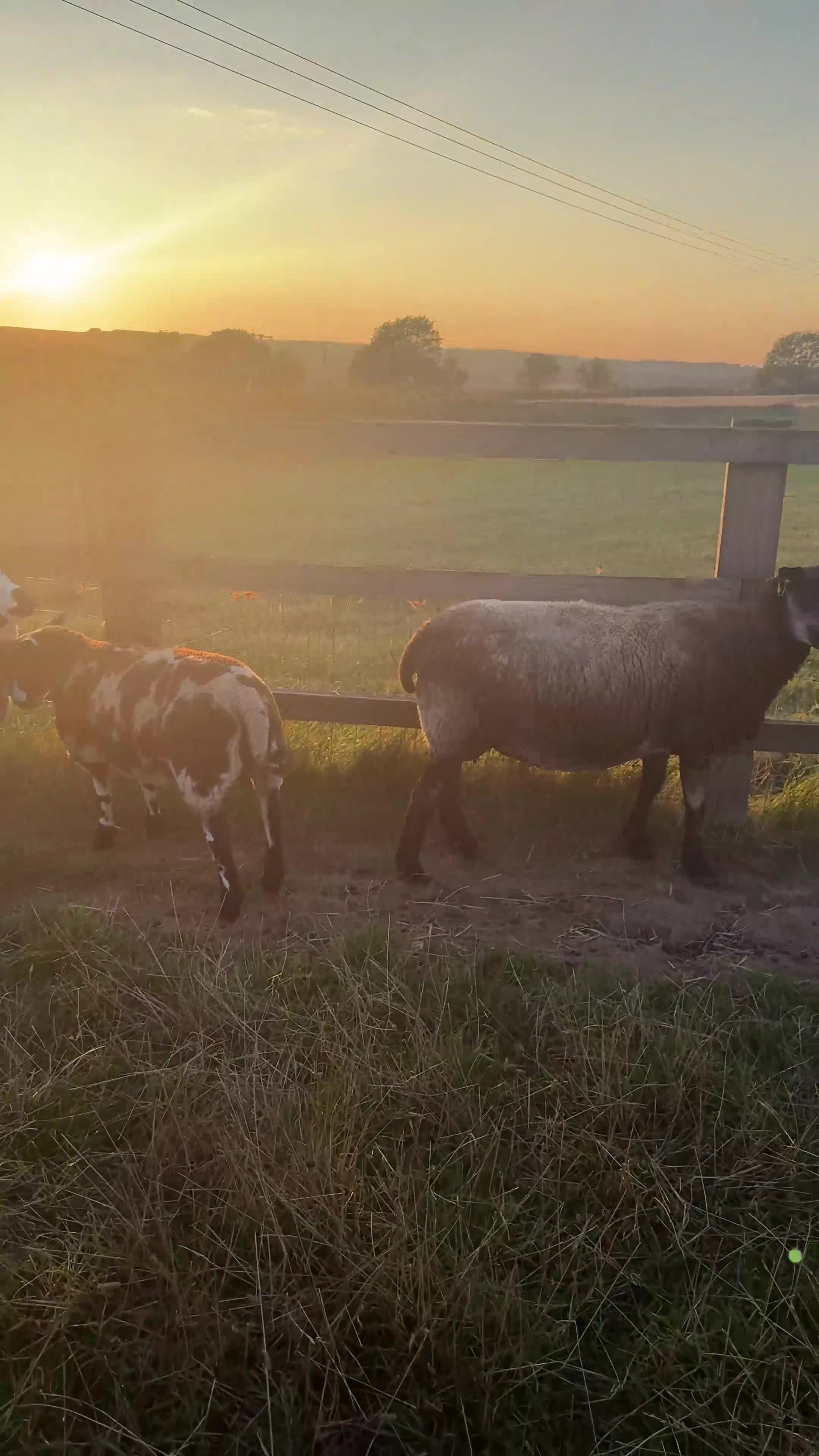 Sheep livestock for sale: Dutch Spotted × Zwartble Ewe Twin Lambs  in Sheffield - Video 1