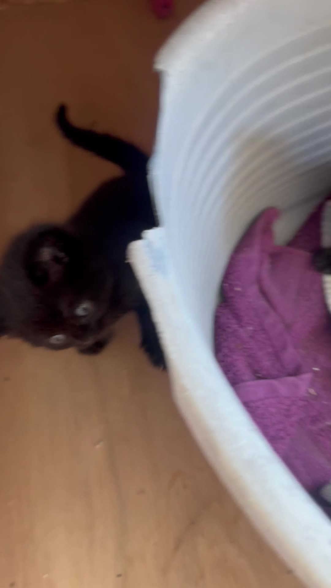 British Shorthair cats for sale: BSH cross Moggy - Video 1