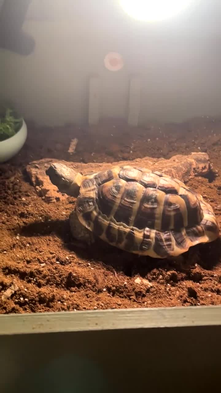 Hermann Tortoise reptiles for sale: Salad the tortoise  in Newry - Video 1