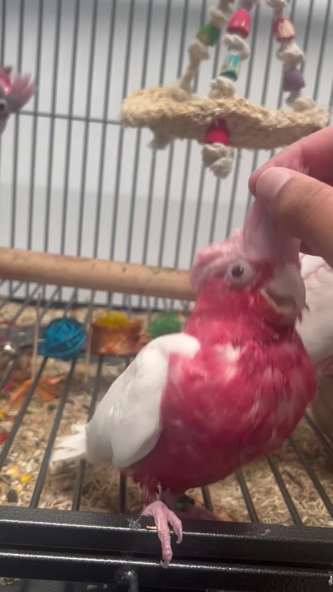 Parrots birds for sale: Hand Reared Cuddly Baby Galah Cockatoos  - Video 1