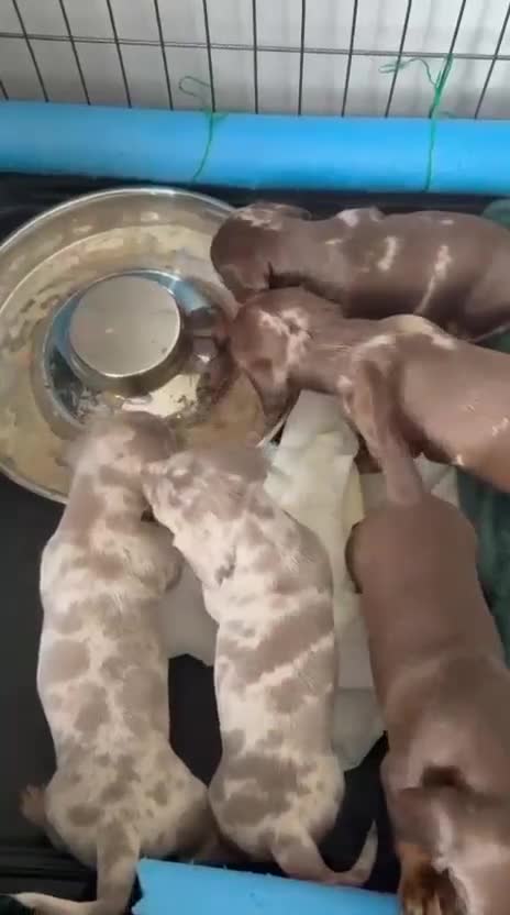 Miniature Dachshund dogs for sale: Beautiful Miniatures  - Video 1