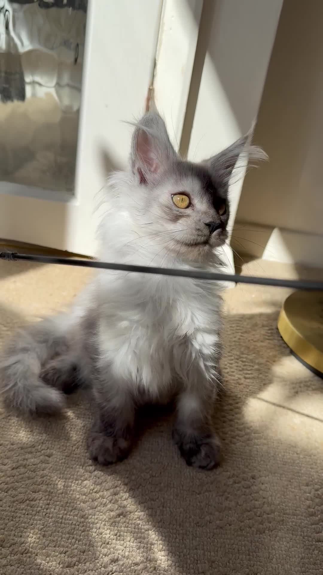 Maine Coon cats for sale: Pedigree ”TICA” kittens  - Video 1