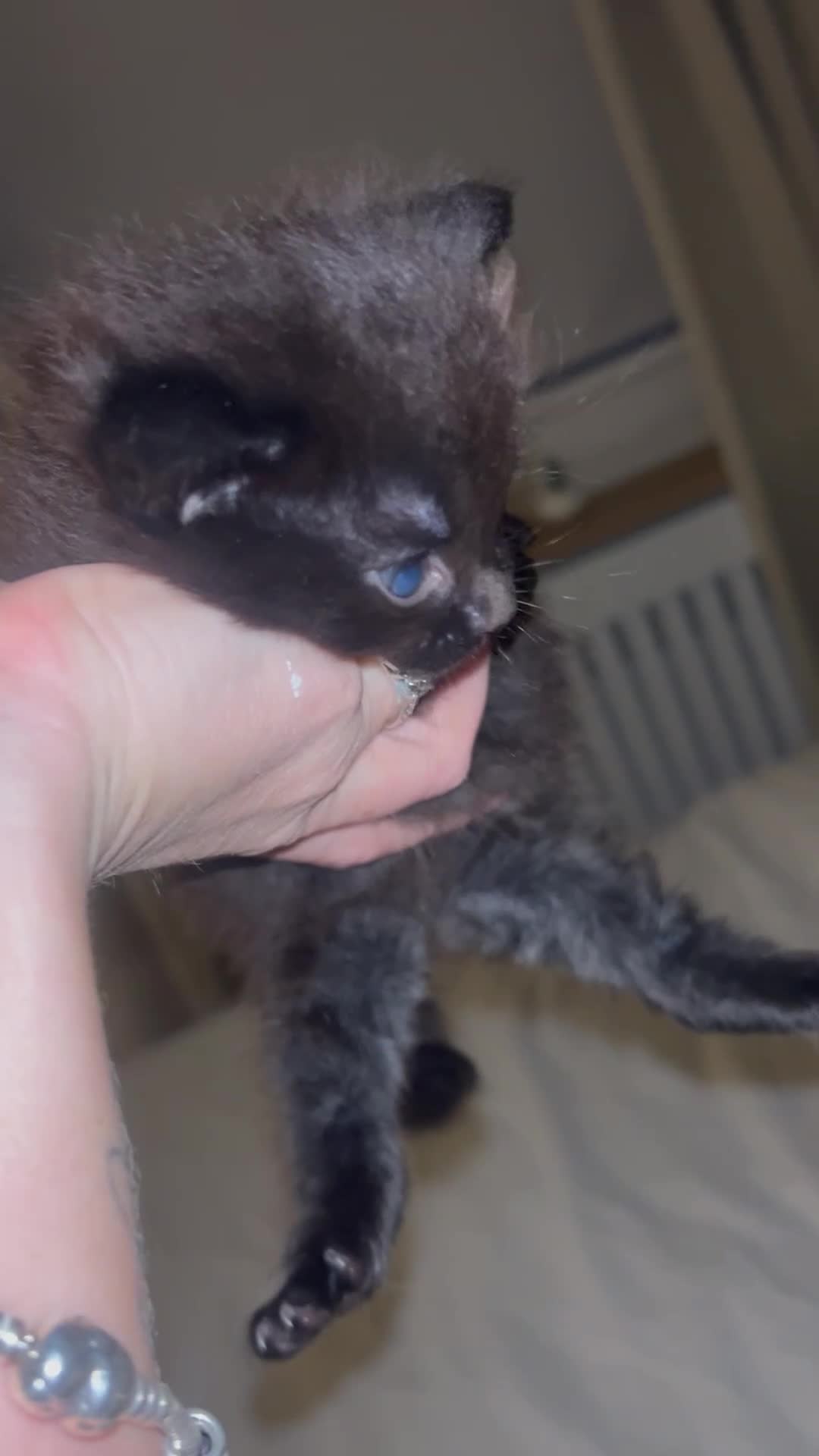 Mixed Breed cats for sale: Half ragdolls  - Video 1