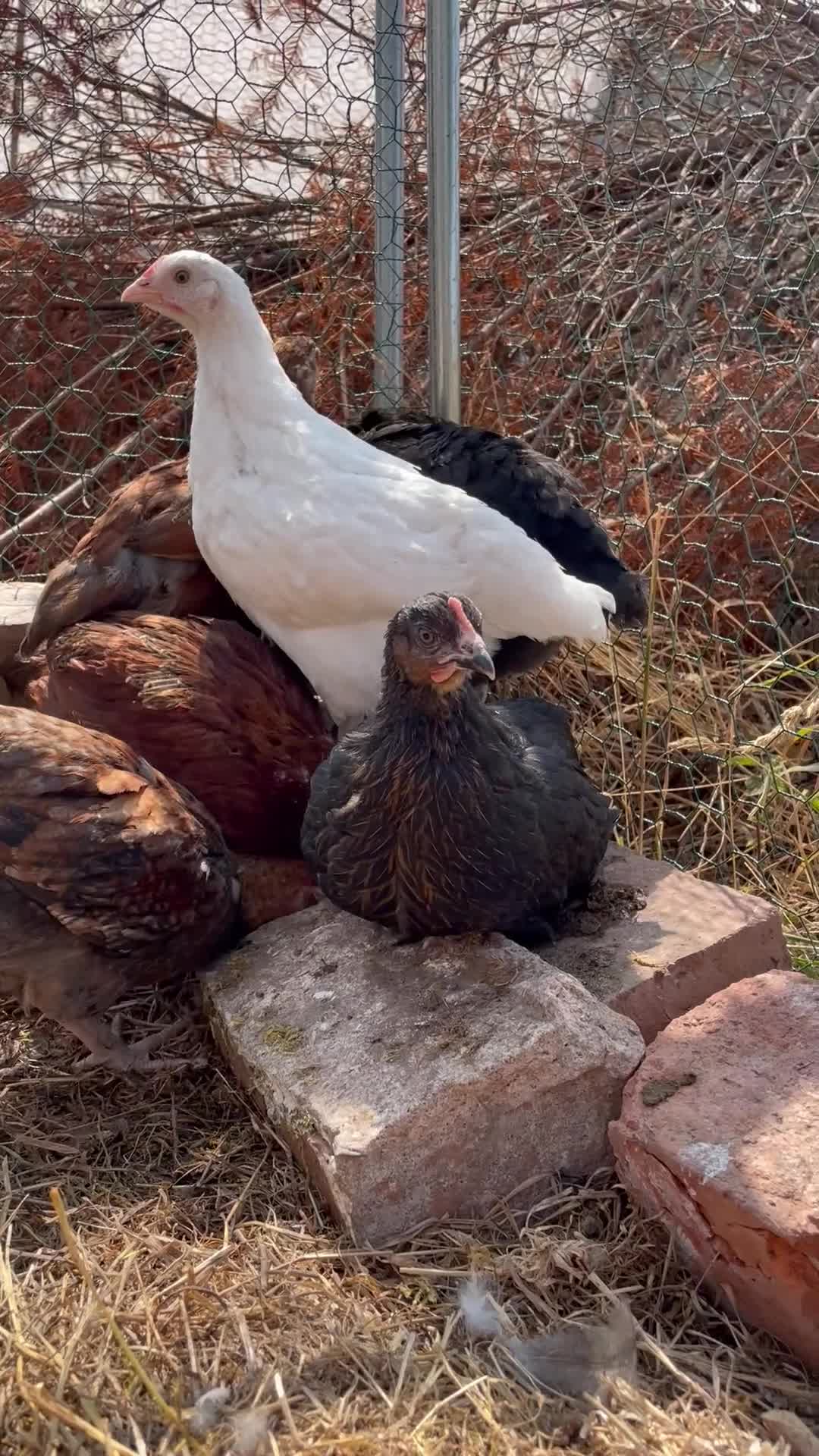 Chickens poultry for sale: Young Hens looking for a lovely home  - Video 1