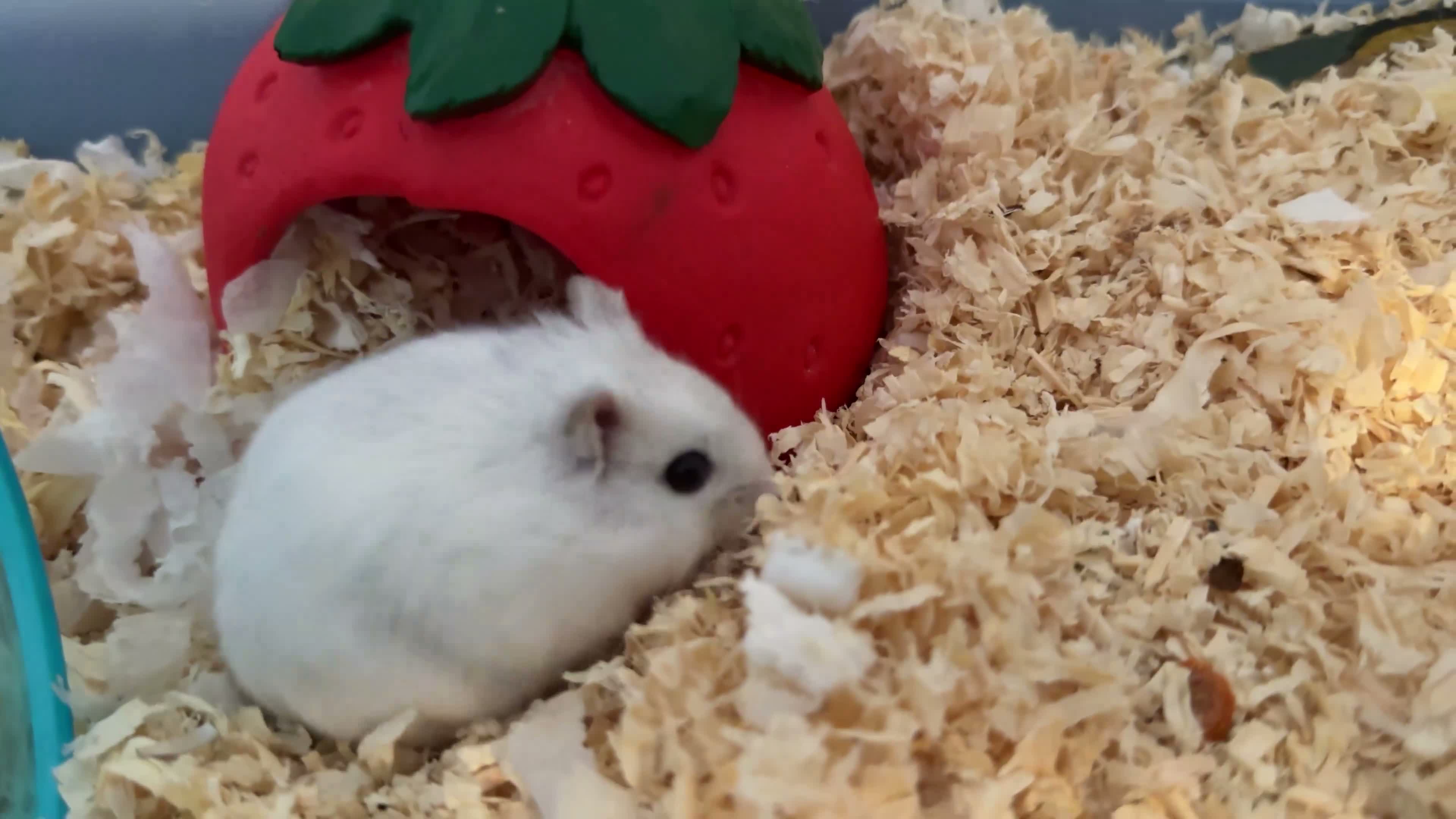 Hamster rodents for sale: Male Siberian dwarf hamster for sale  in London - Video 2