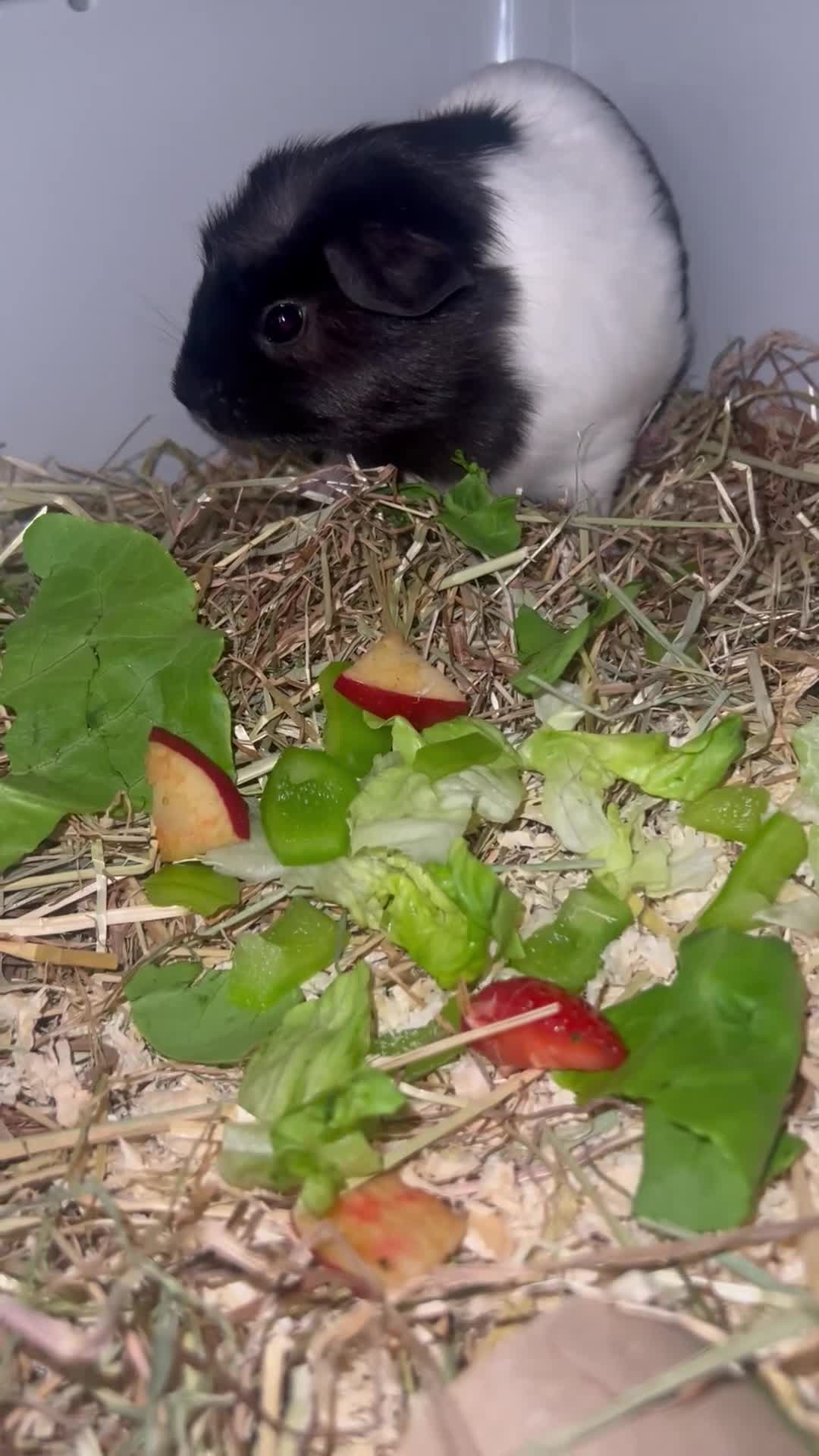 Guinea Pig rodents for sale: oreo and biscuit in Chesterfield - Video 1