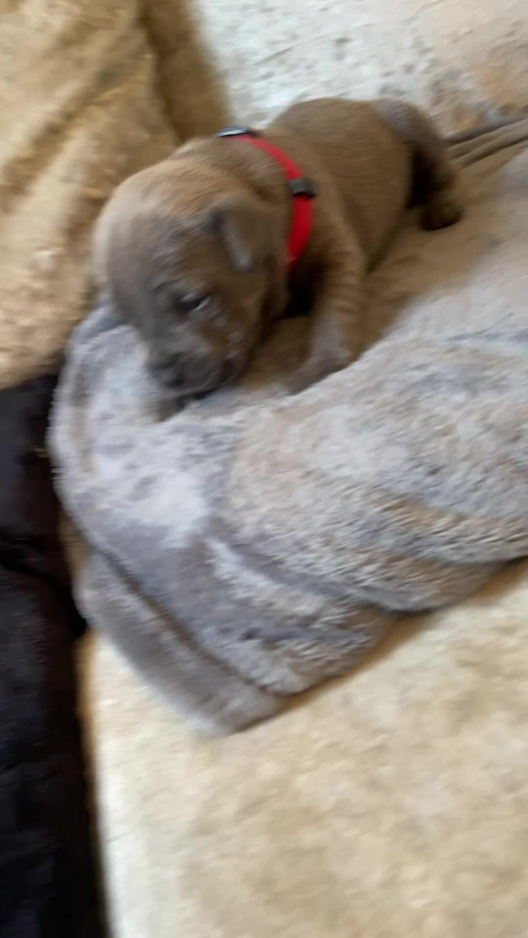 Staffordshire Bull Terrier dogs for sale: 7 beautiful blue Staffordshire bull terriers - Video 2