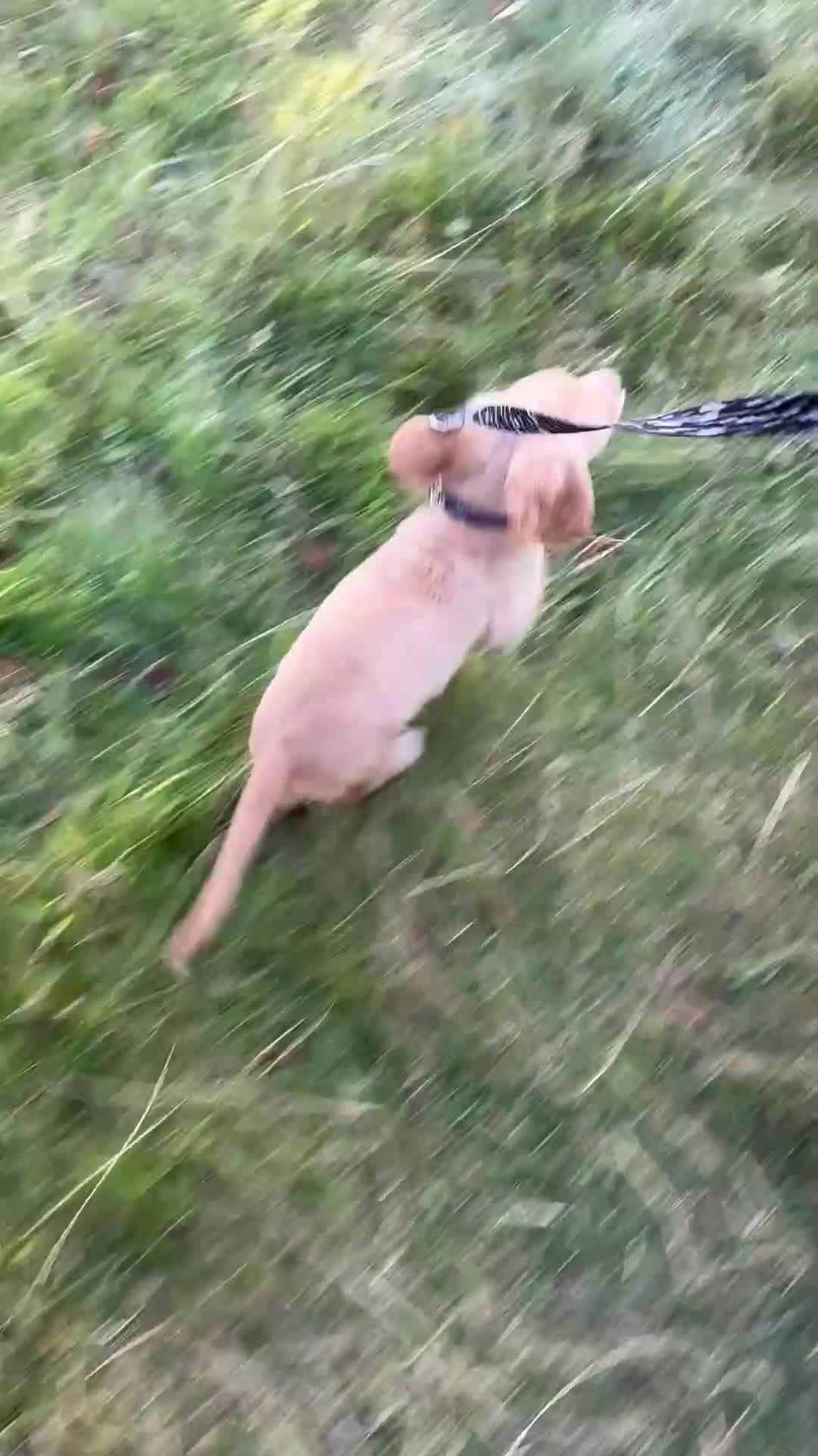 Cocker Spaniel dogs for sale: Cocker spaniel  in Bishop Auckland - Video 2