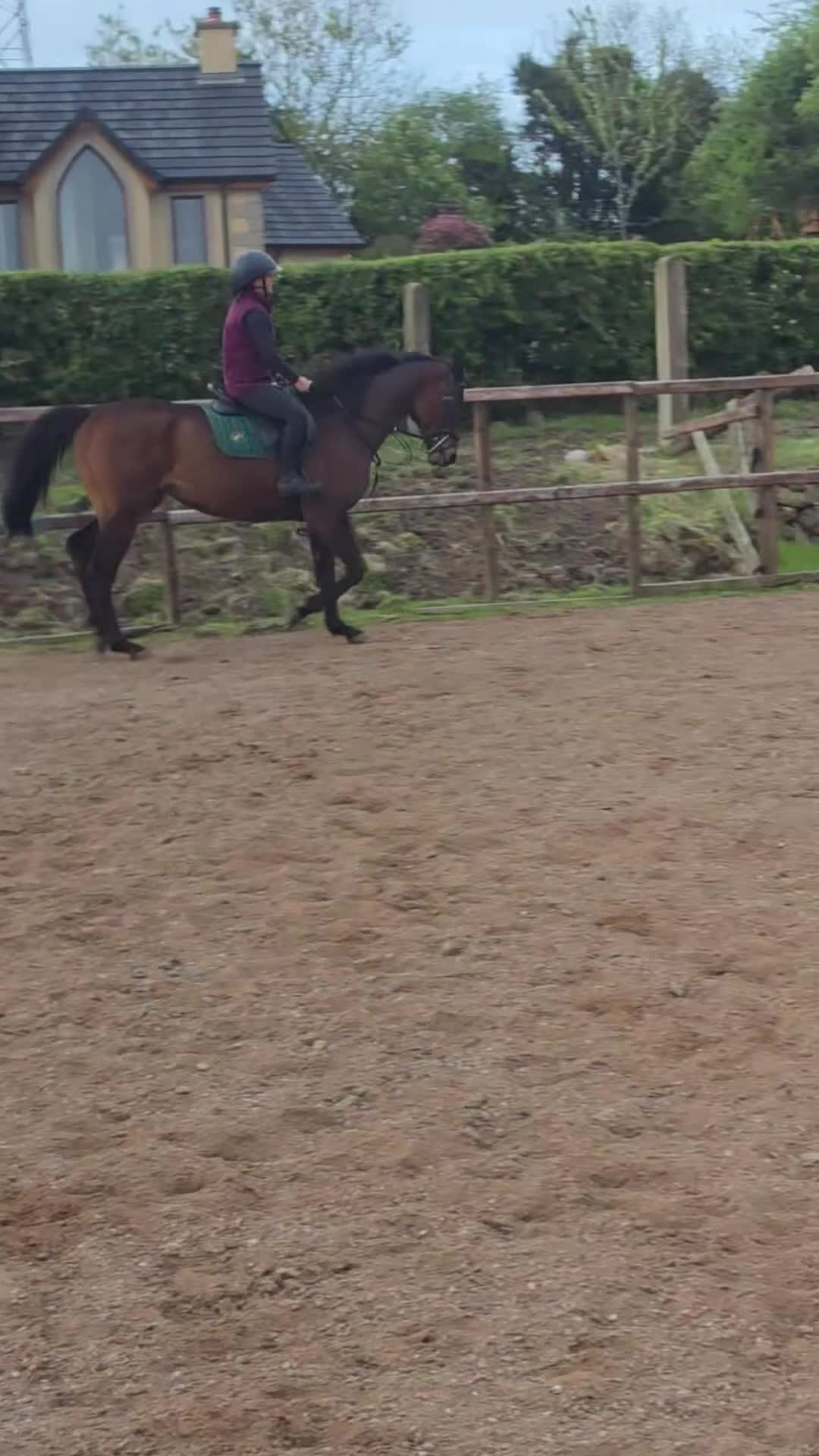 Irish Thoroughbred horses for sale: Archie in Antrim - Video 1