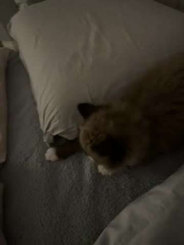 Mixed Breed cats for sale: Loved Kitten Looking for a Forever Home - Video 1