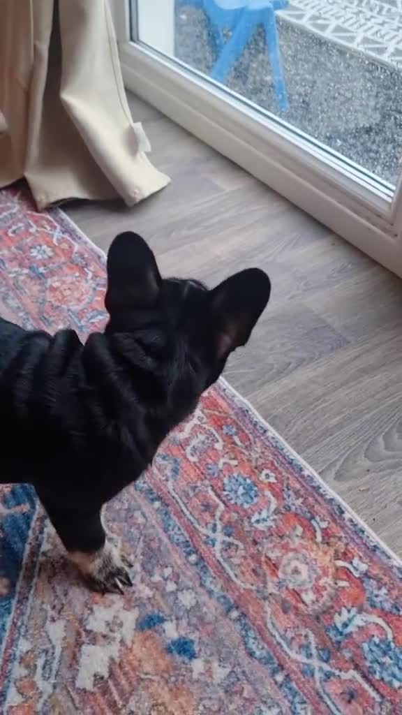 French Bulldog dogs for sale: COCO  in Newtown - Video 1