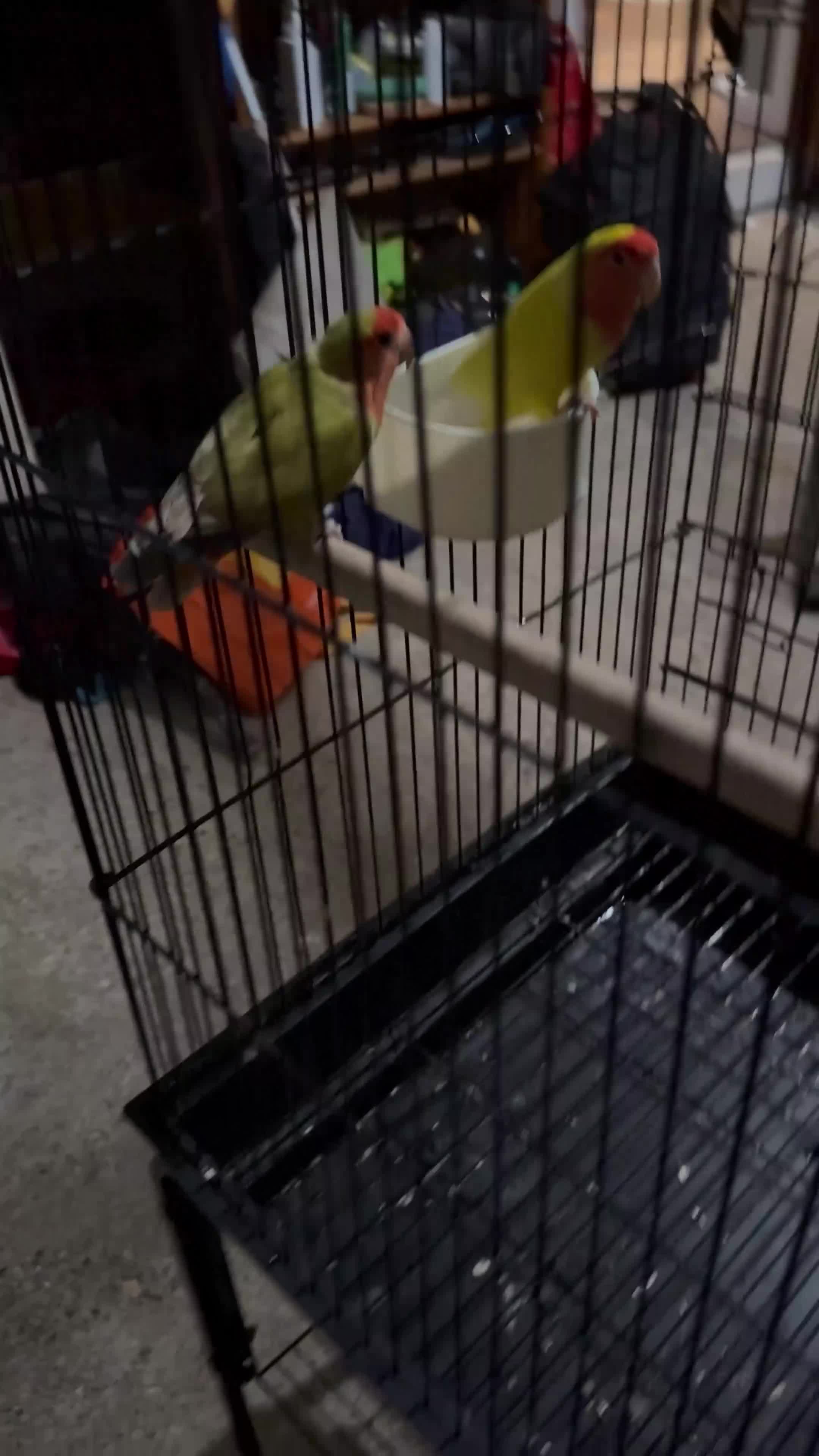 Lovebirds birds for sale: Lovebirds with cage  - Video 2