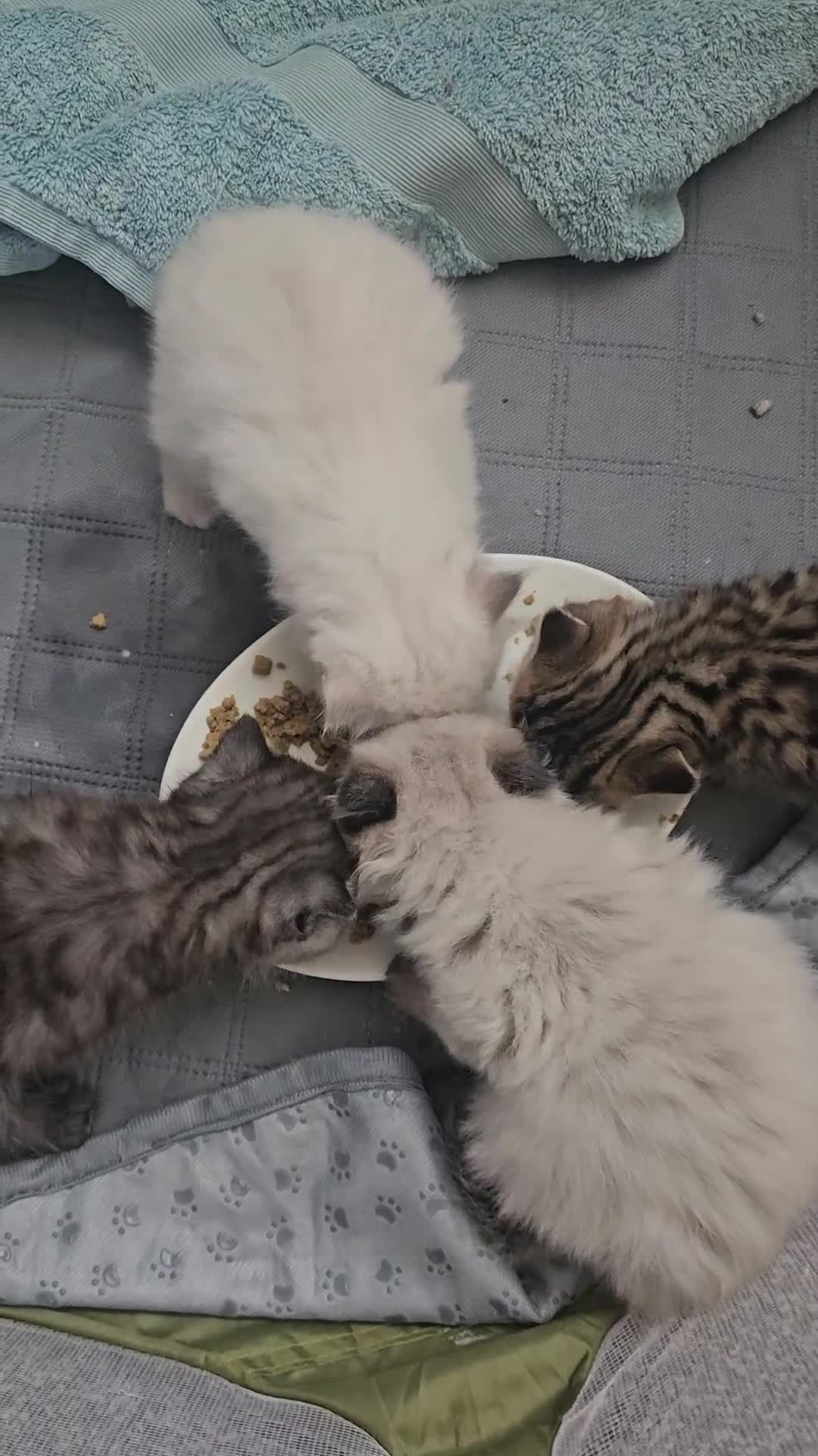 British Shorthair cats for sale: Stunning & Unique Kittens for Sale in Buckingham - Video 3