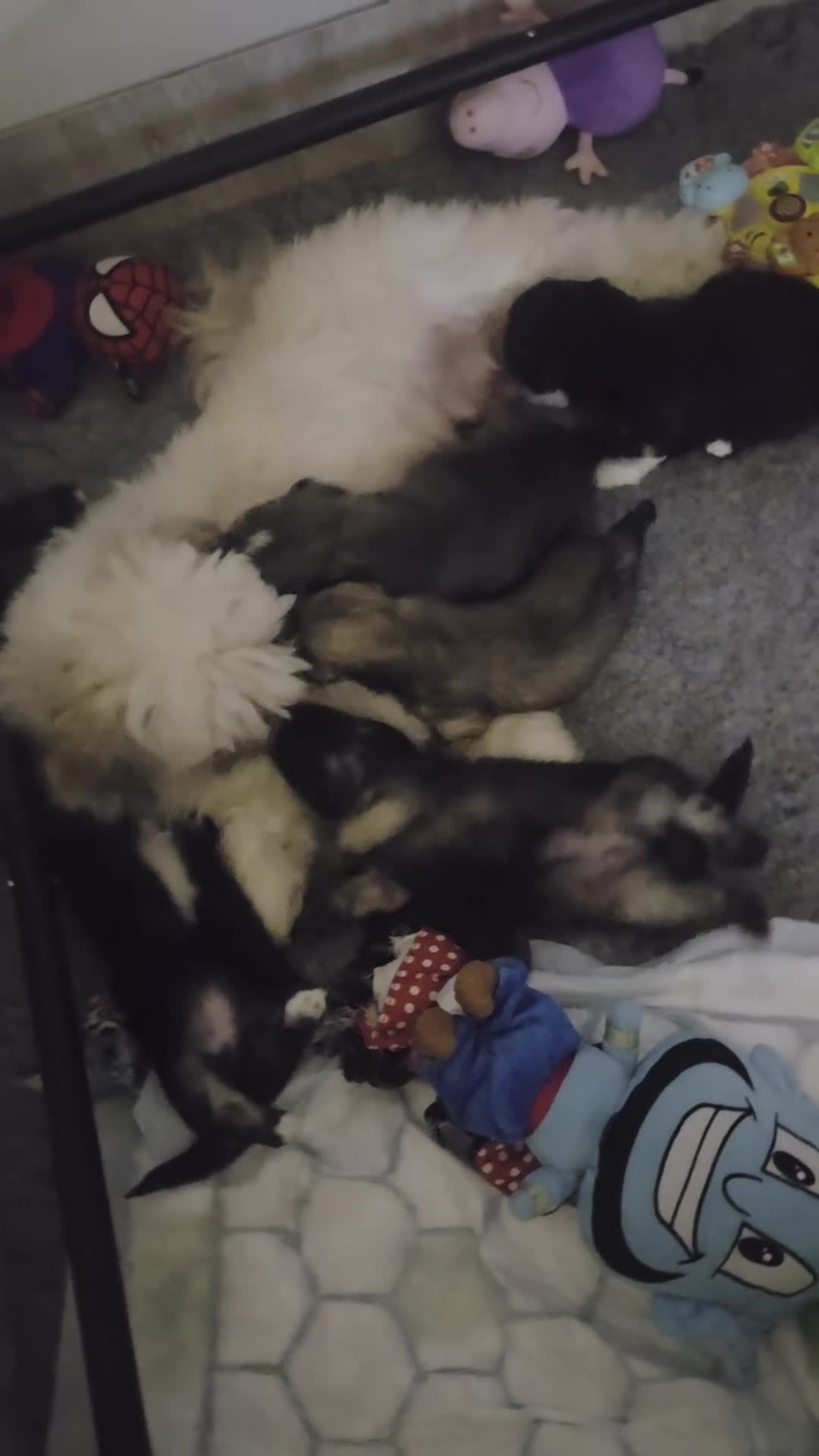 Lhasa Apso dogs for sale: Puppies - Video 1