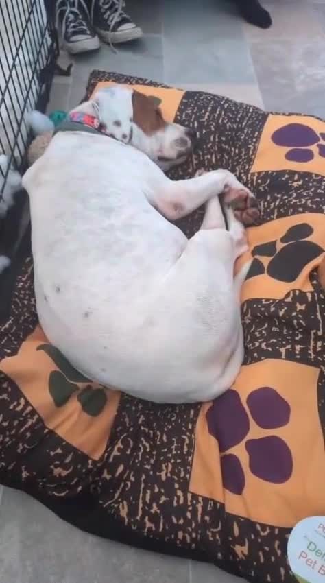 Mixed Breed dogs for adoption: Jenny , a Cyprus sweetheart ♥️  - Video 3