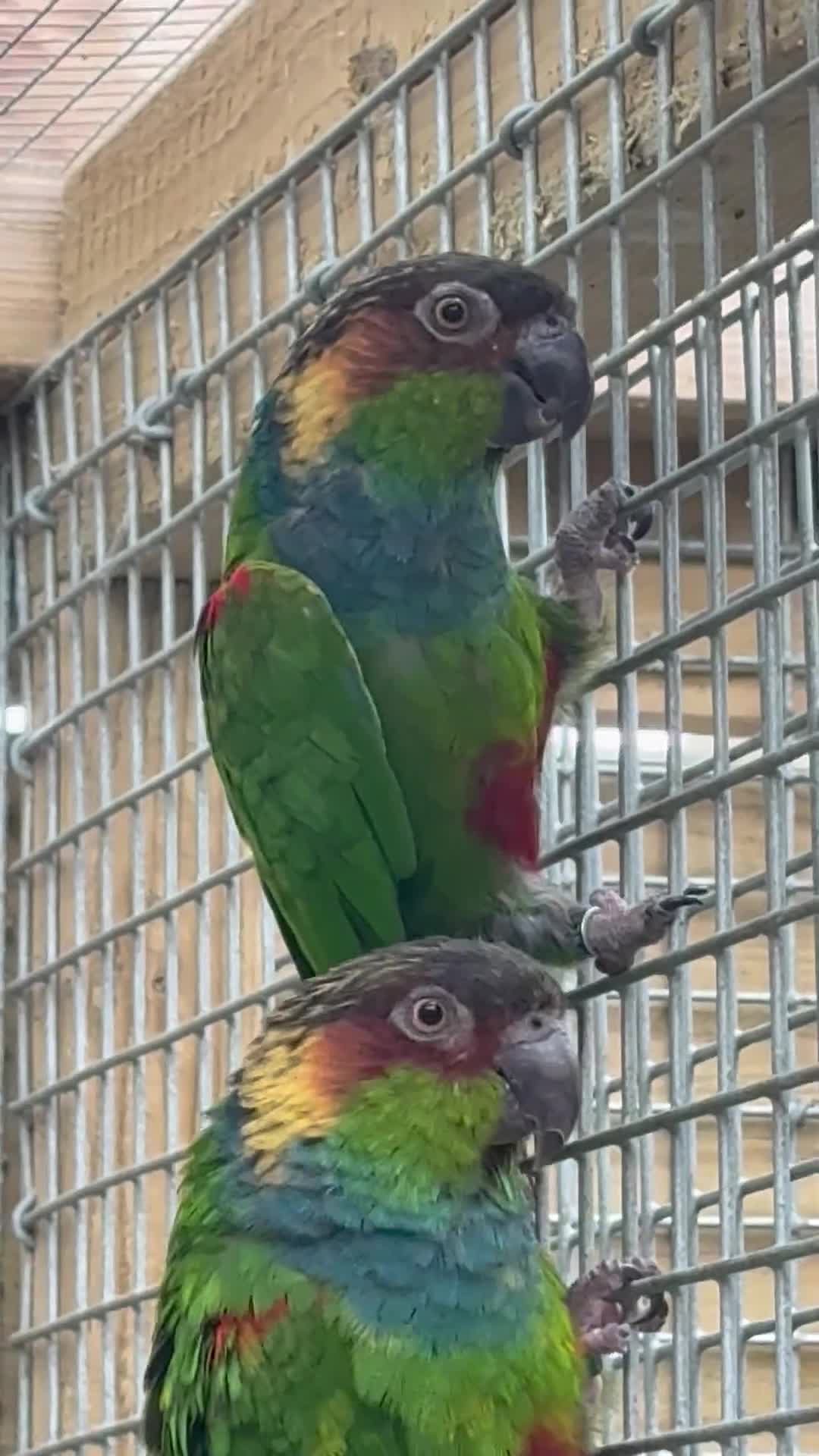 Conures birds for sale: Proven pair of blue throated conures - Video 1