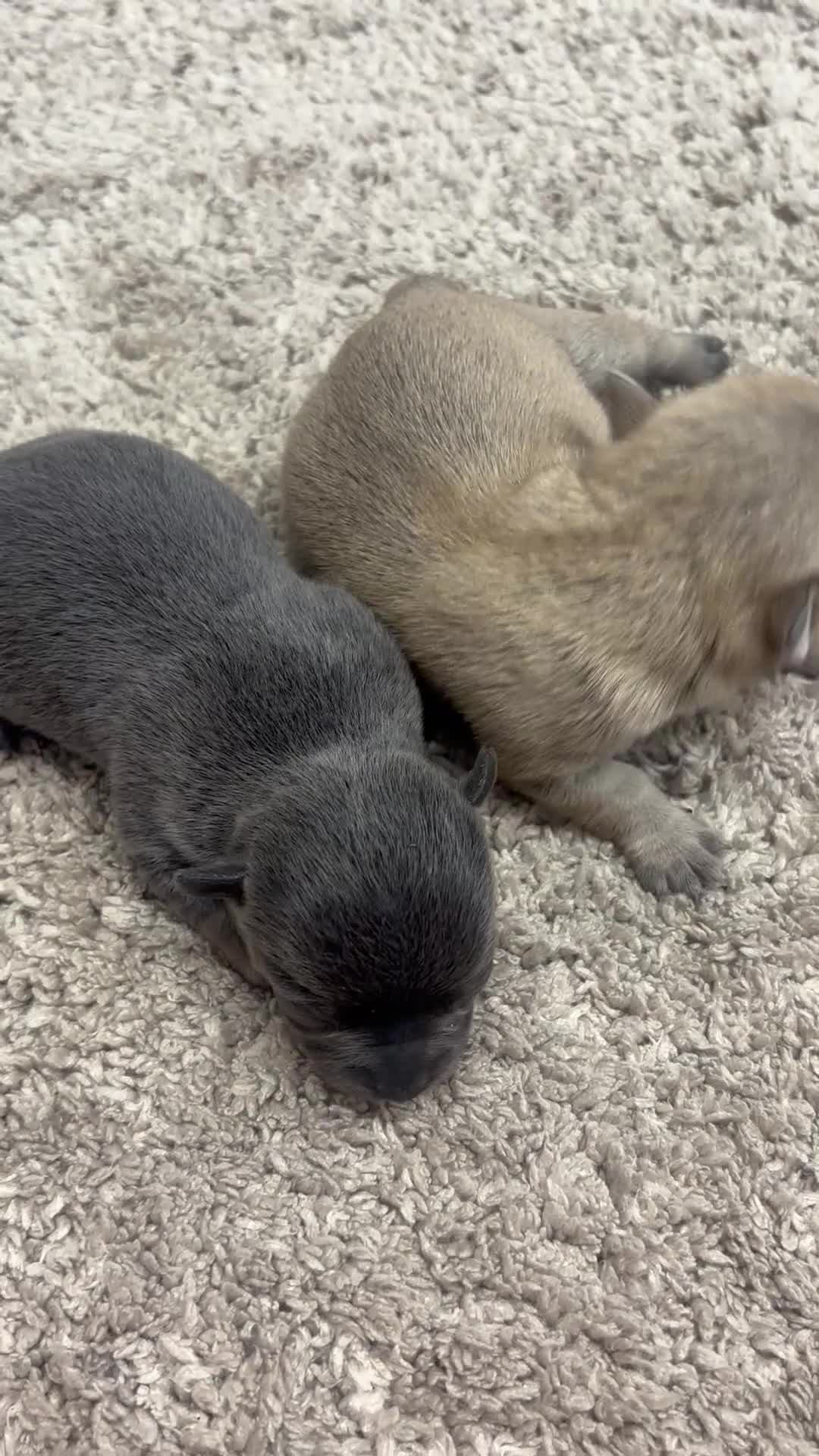 Chihuahua dogs for sale: Teacup Chihuahua puppyS - Video 1