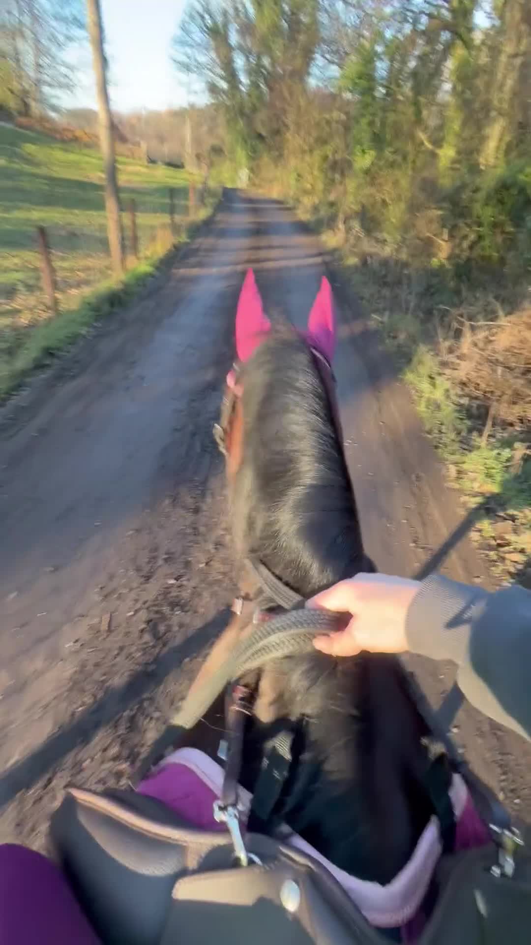 Welsh Section C horses for sale: Beautiful reg Welsh C mare 16 year old  - Video 1