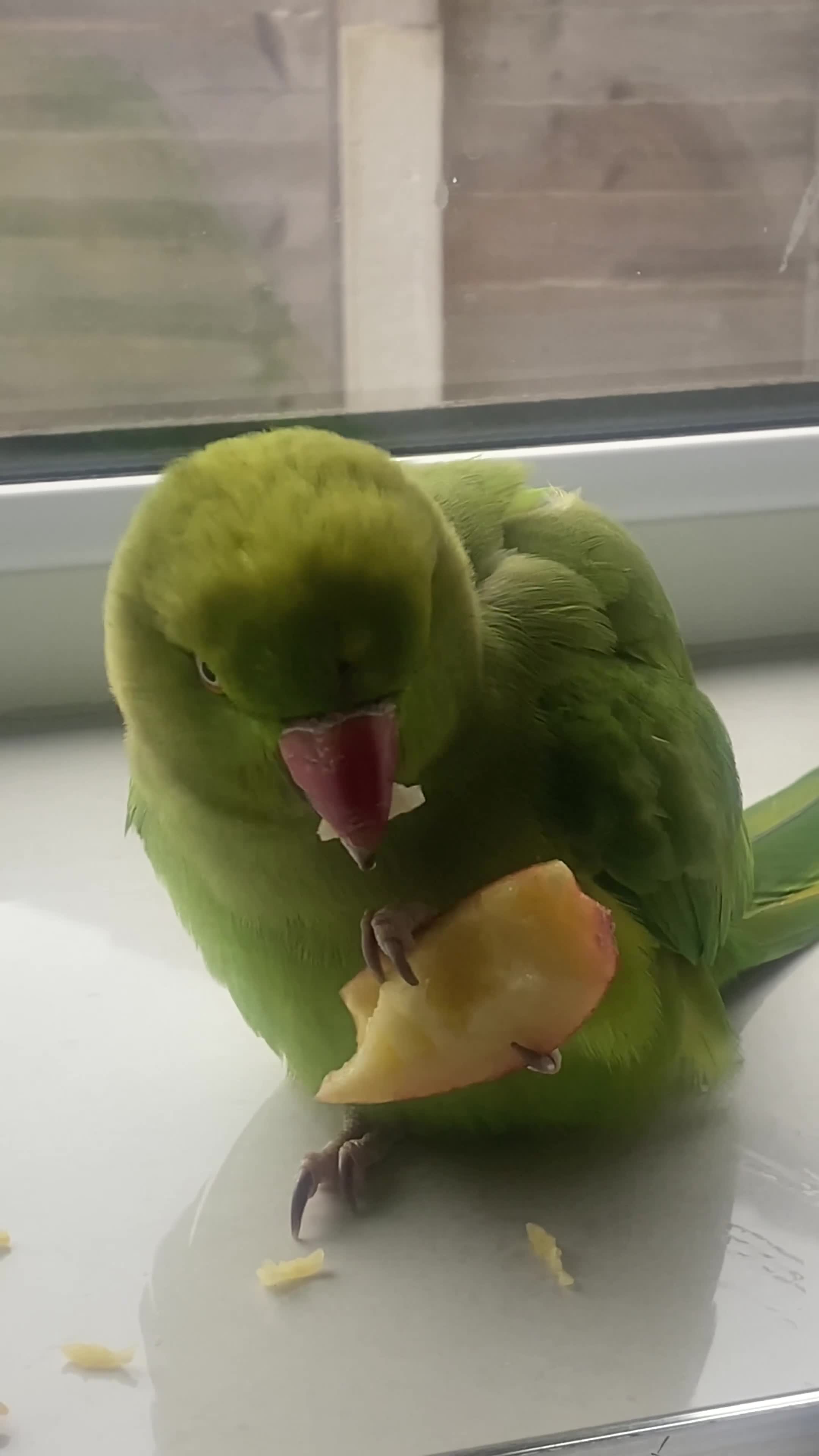 Ringnecks birds for sale: Green Indian ring neck tamed  - Video 3