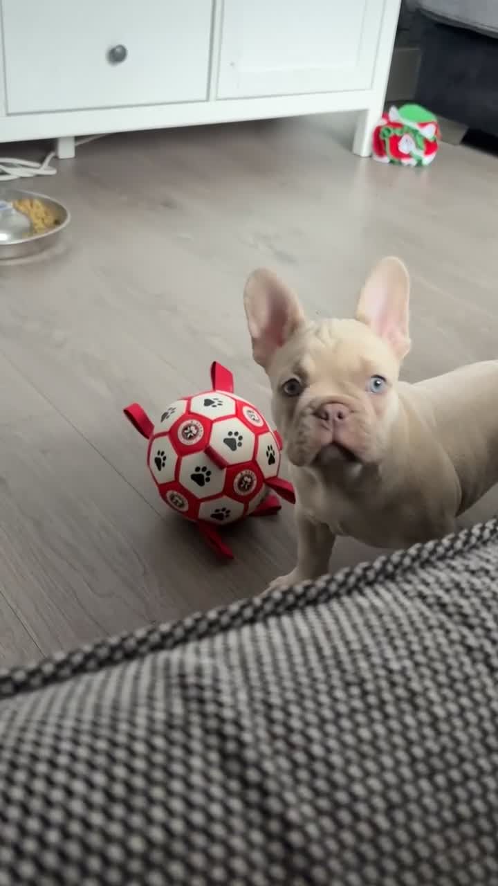 French Bulldog dogs for sale: Meet Bear 🐻 in Saint Helens - Video 3