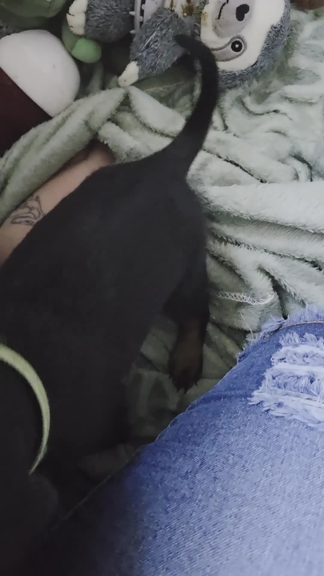 Dobermann dogs for sale: 1 girl,2 boys left!! Dobermann x Rottweiler) - Video 1