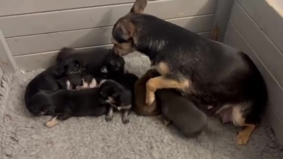 Chihuahua dogs for sale: Chihuahua puppies - Video 1