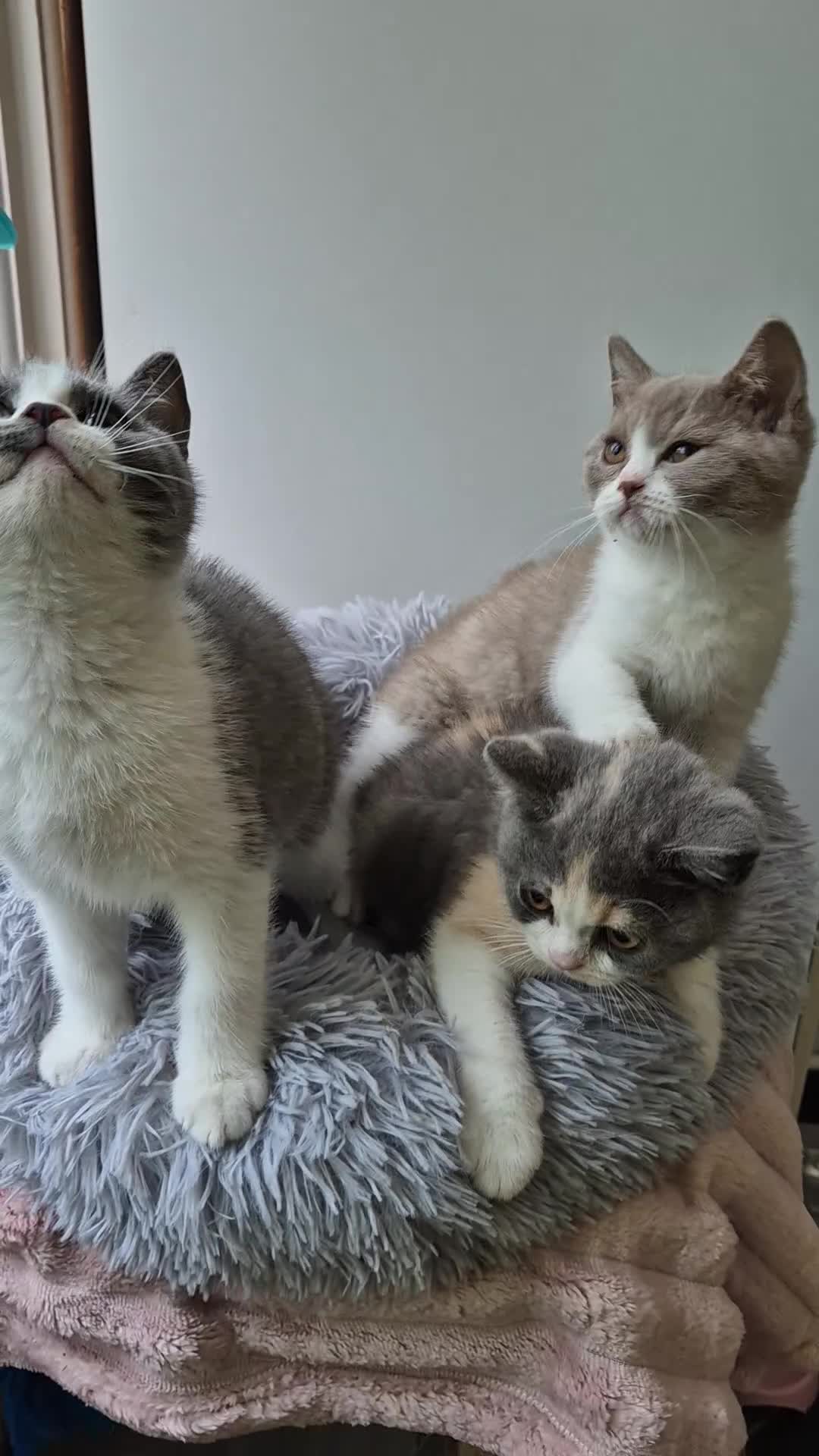 British Shorthair cats for sale: GCCF reg with champions in pedigree - Video 1