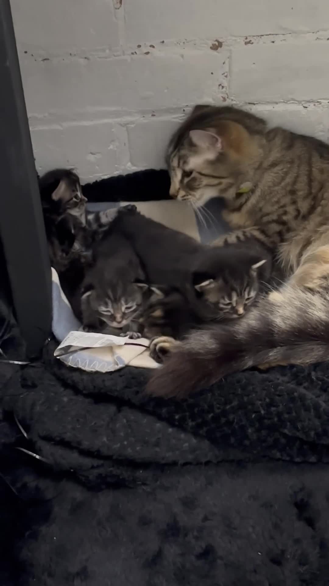 Mixed Breed cats for sale: Kittens available  in Preston - Video 2