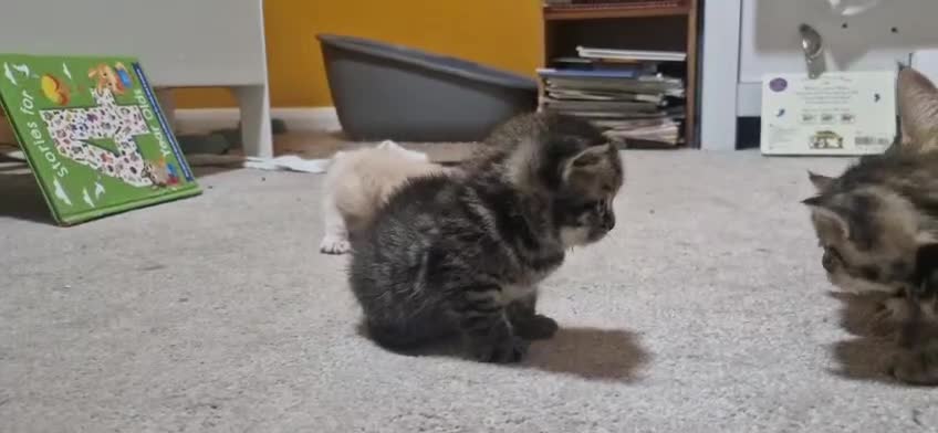Mixed Breed cats for sale: 3 Beautiful BSH x Ragdoll Kittens in Bournemouth - Video 1