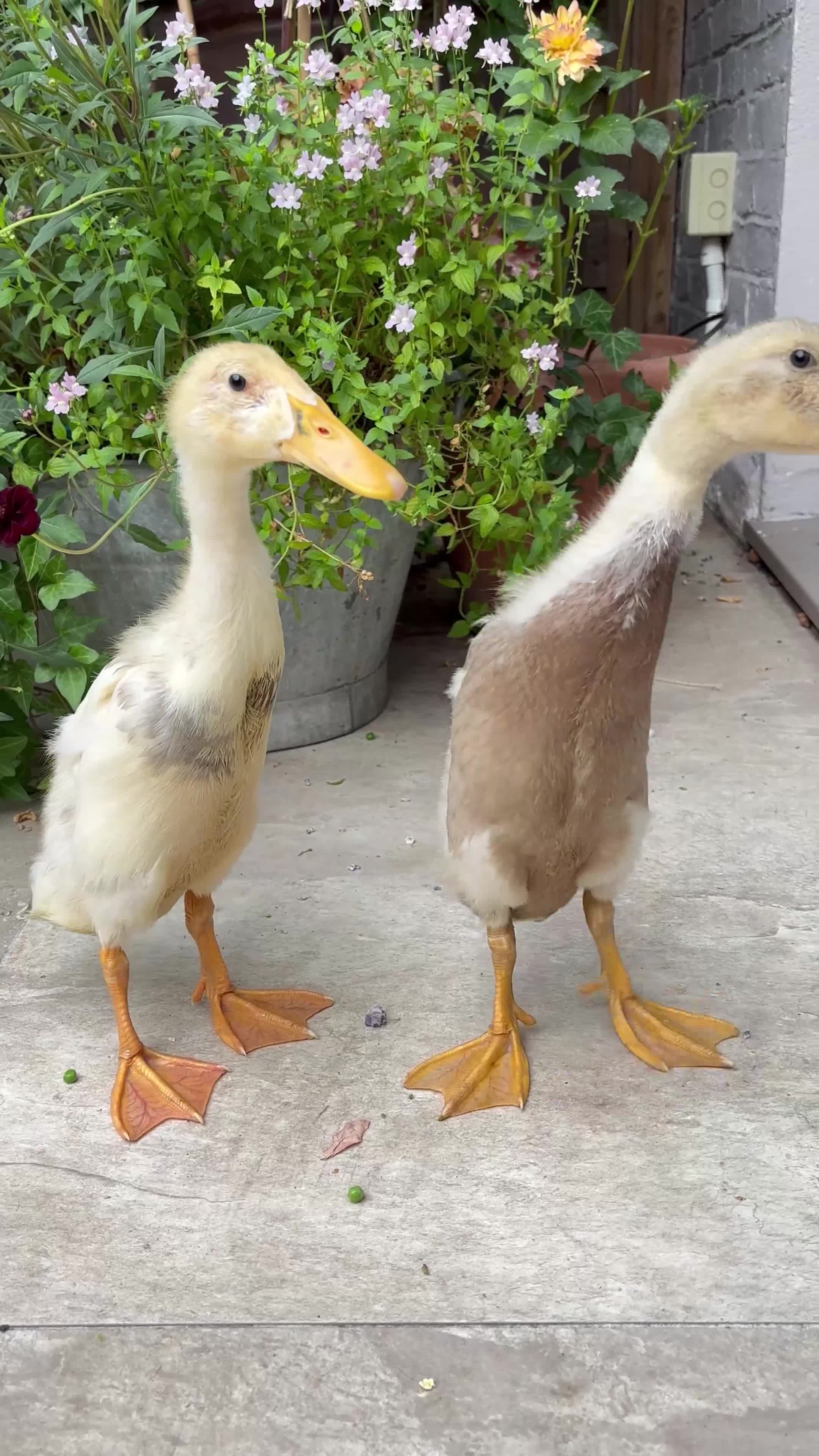Ducks poultry for sale: Gorgeous pair of Indian runner ducks  - Video 1