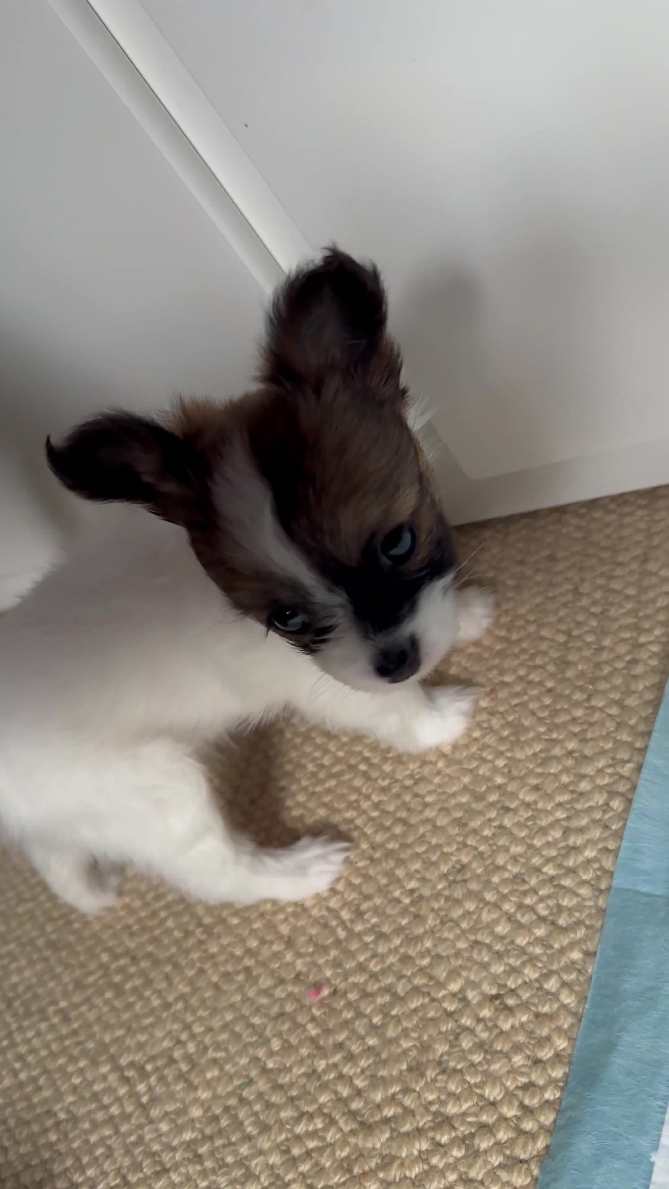 Papillon dogs for sale: 1 beautiful papillon girl puppy for sale - Video 1