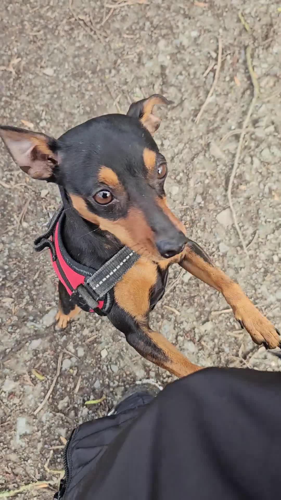 Miniature Pinscher dogs for sale: Minature Pinscher 2 year old  - Video 1