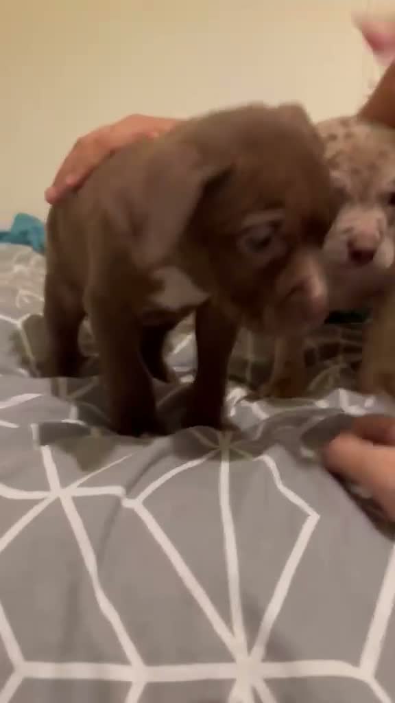 Mixed Breed dogs for sale: 3 adorable puppies looking for loving families!  - Video 2
